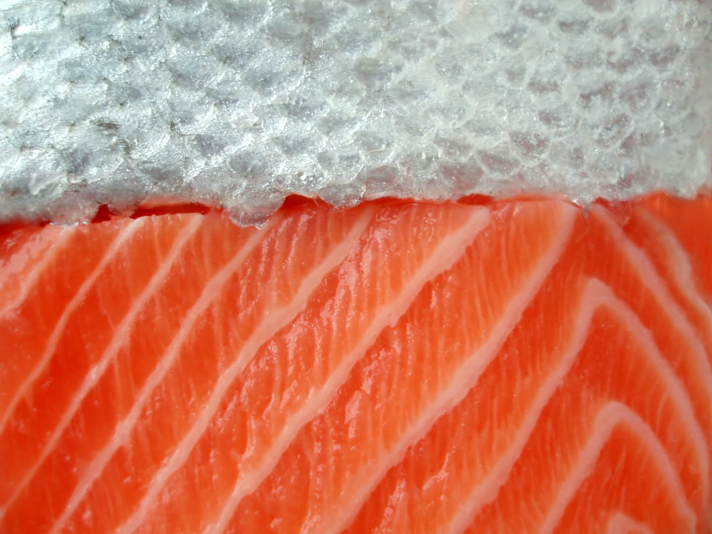 Salmon Fish Wallpapers
