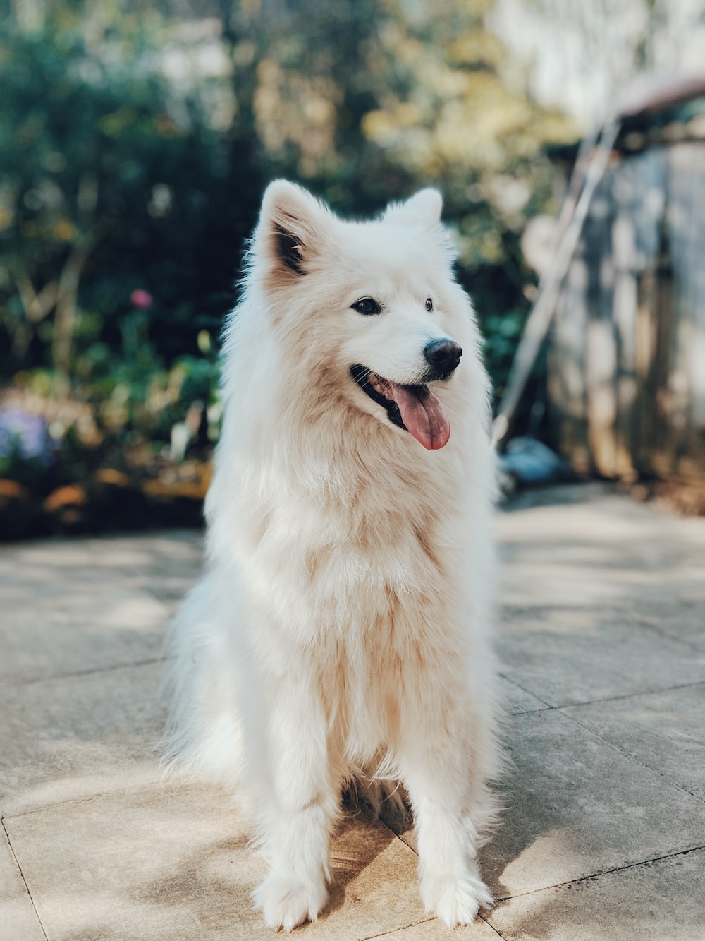 Samoyed Wallpapers