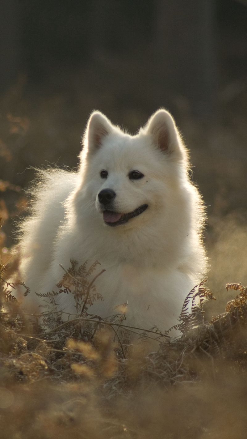 Samoyed Wallpapers