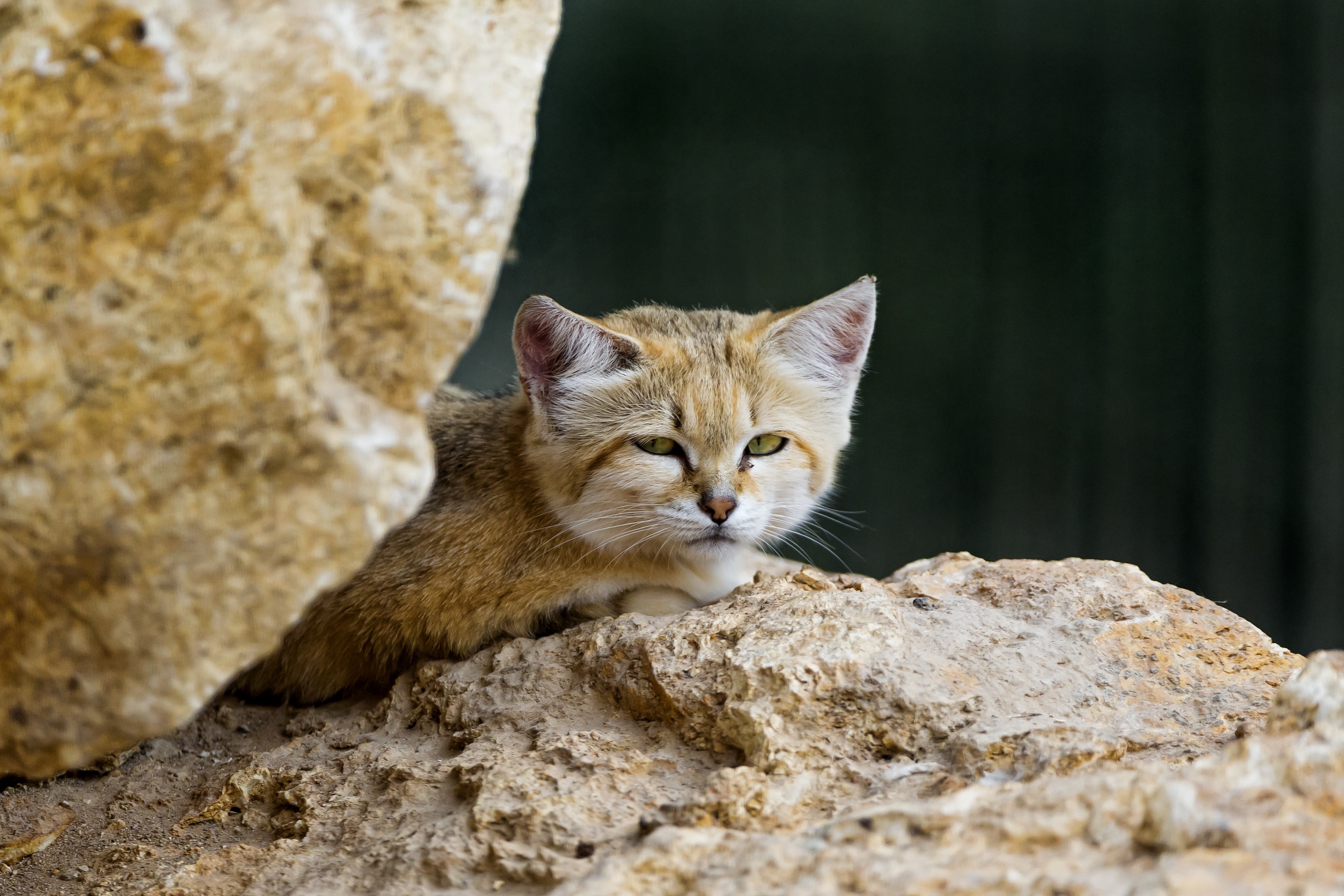 Sand Cat Wallpapers