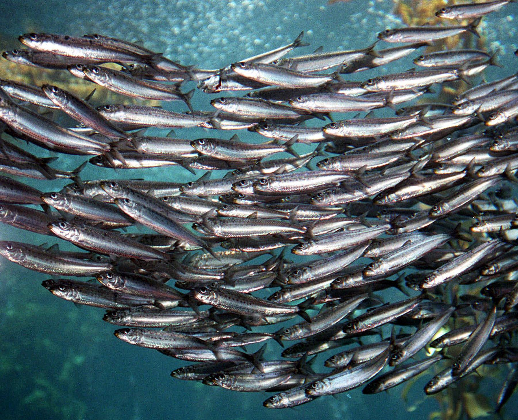 Sardines Wallpapers