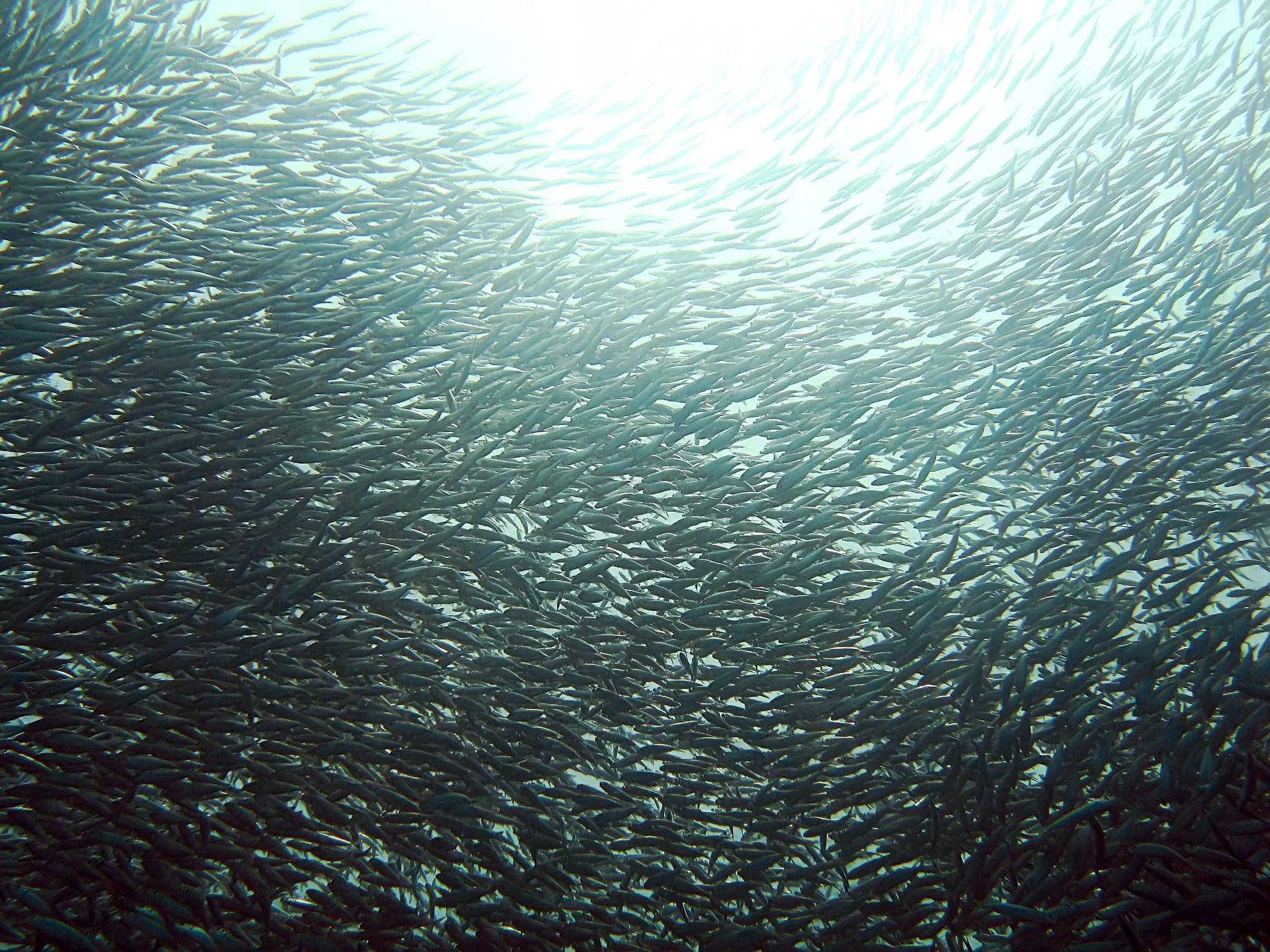 Sardines Wallpapers