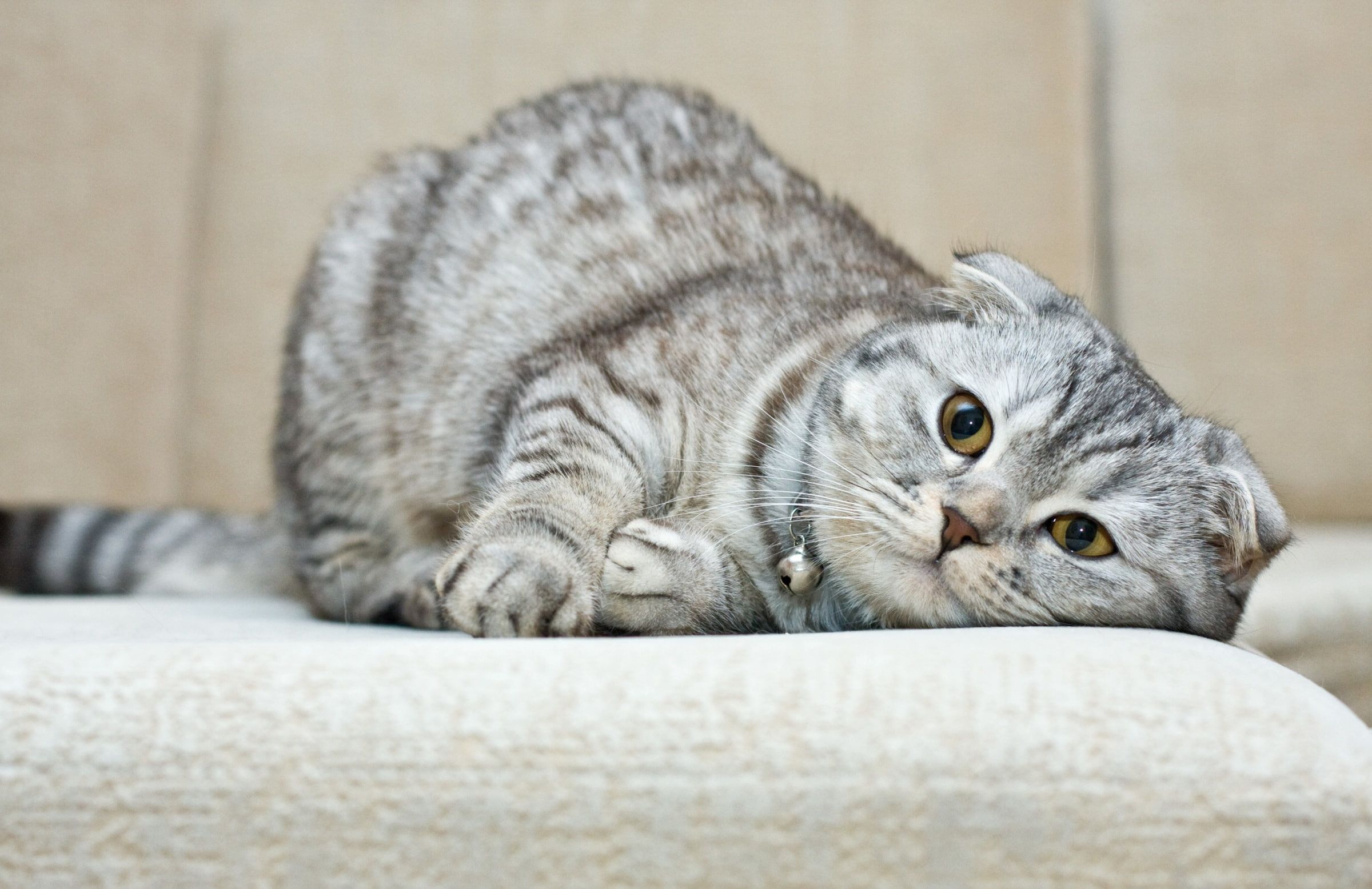 Scottish Fold Wallpapers