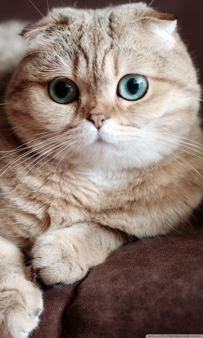 Scottish Fold Wallpapers