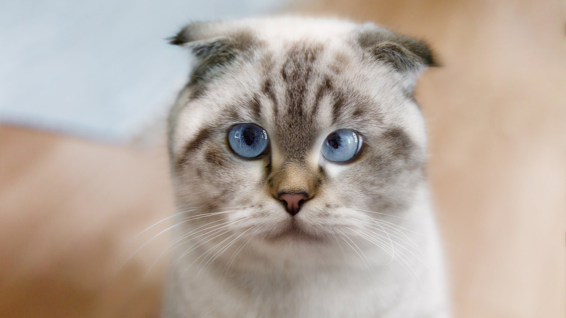 Scottish Fold Wallpapers