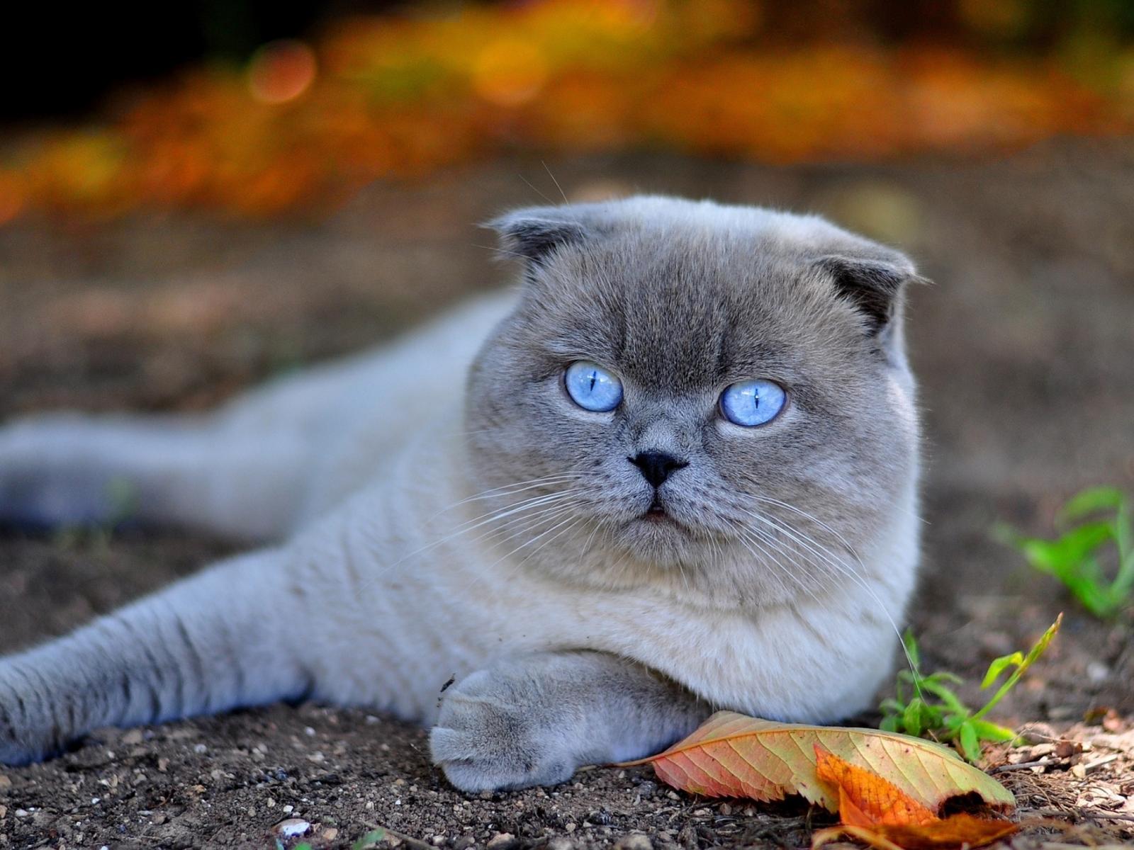 Scottish Fold Wallpapers