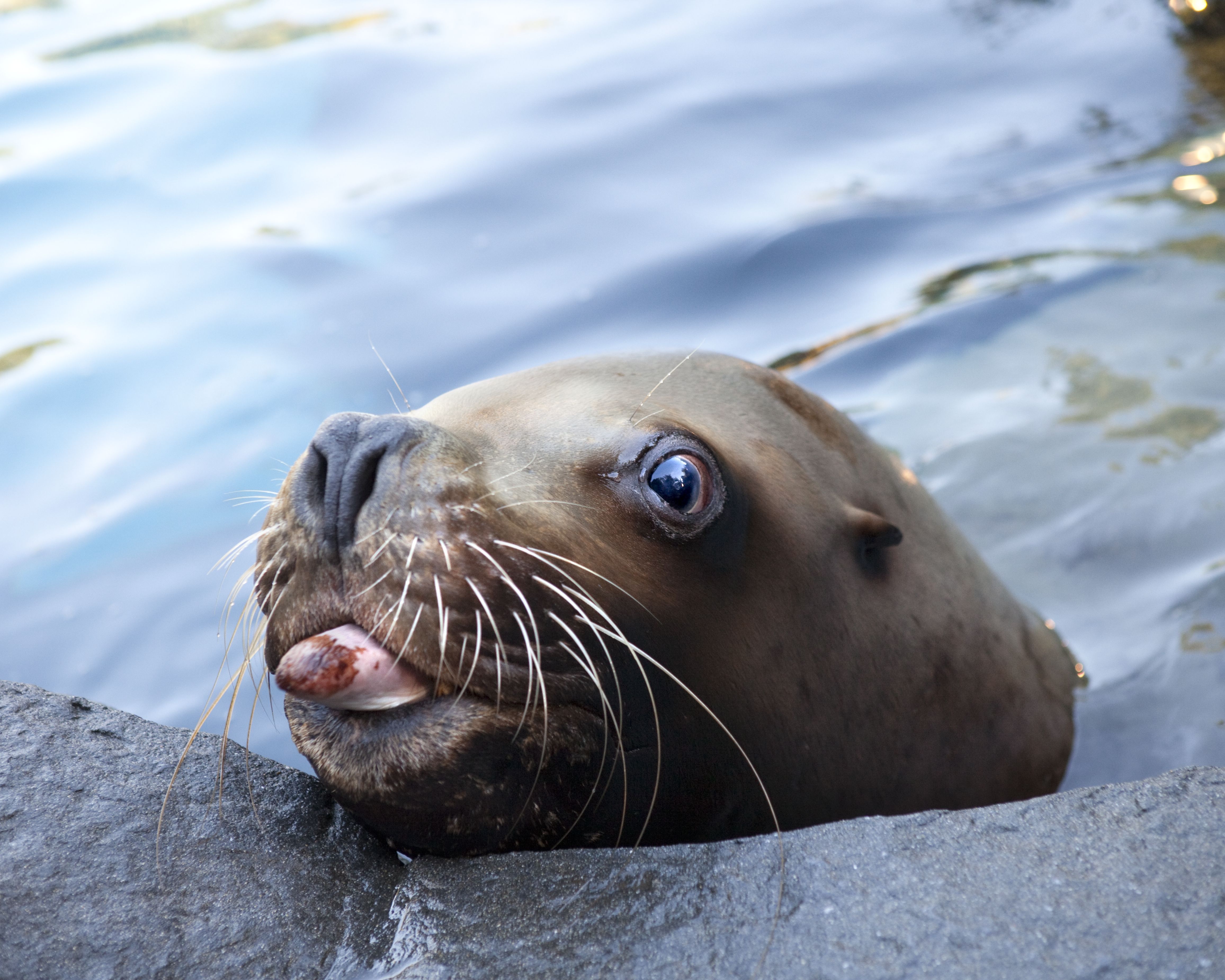 Sea Lion Wallpapers