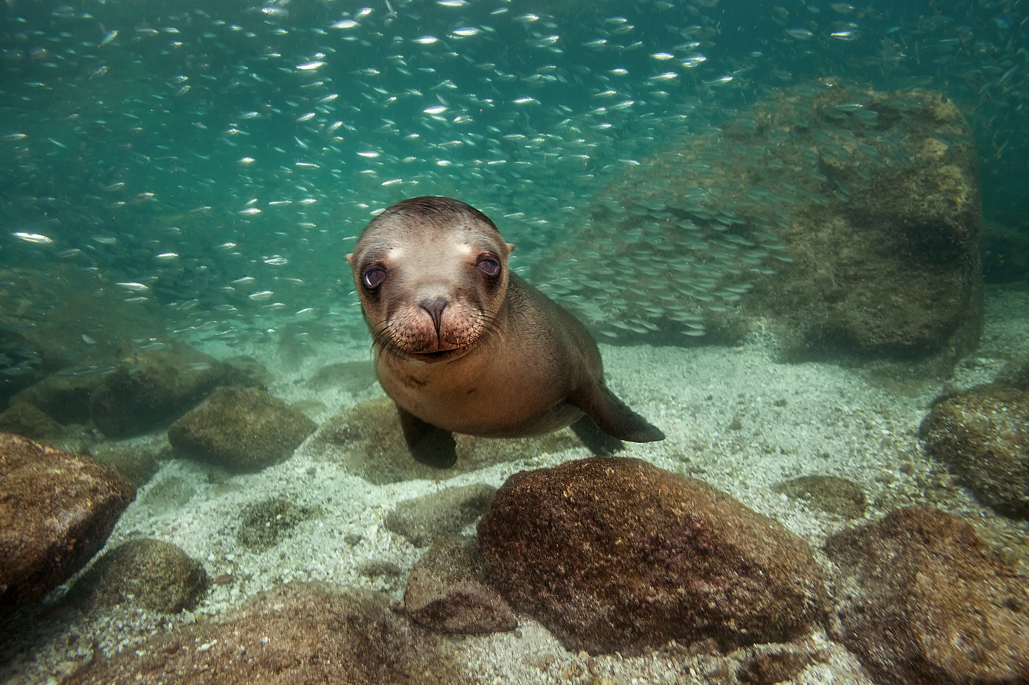 Sea Lion Wallpapers