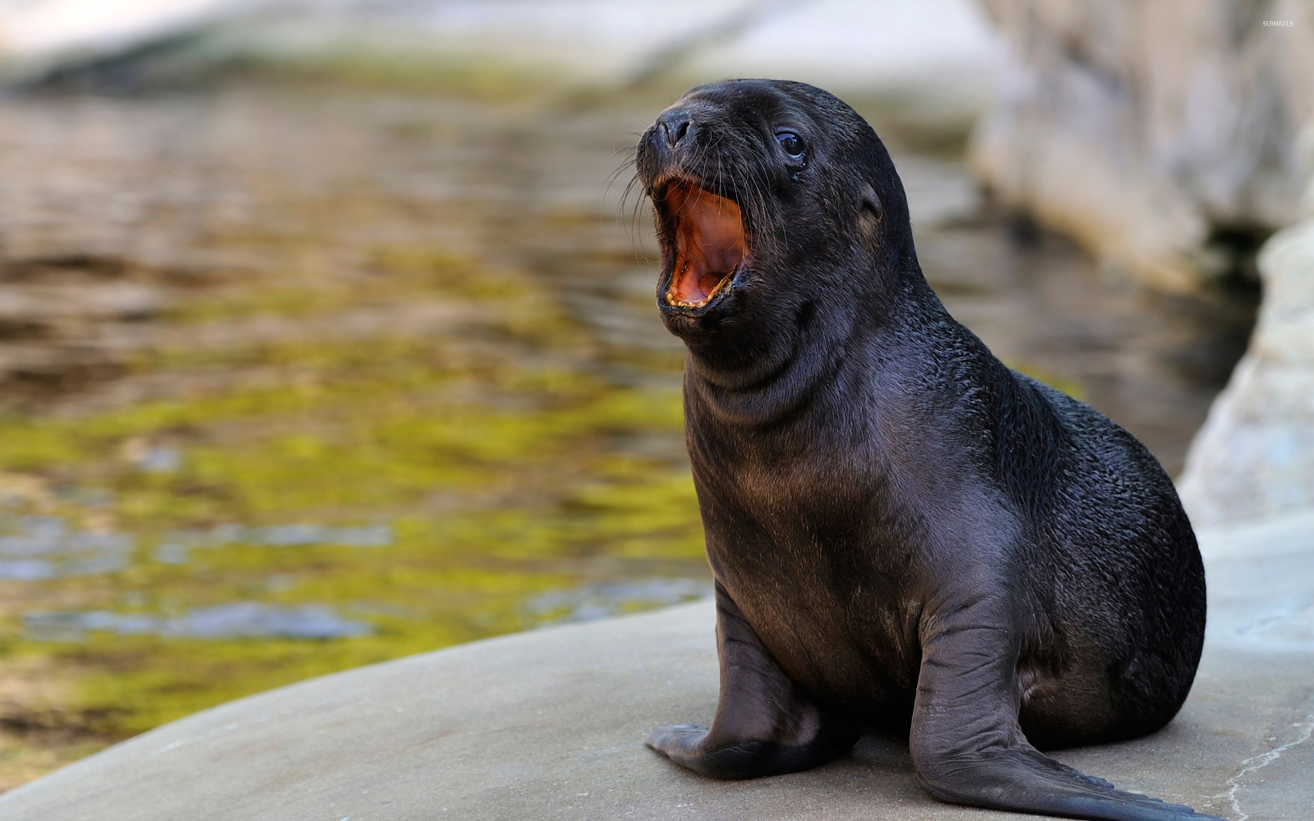 Sea Lion Wallpapers