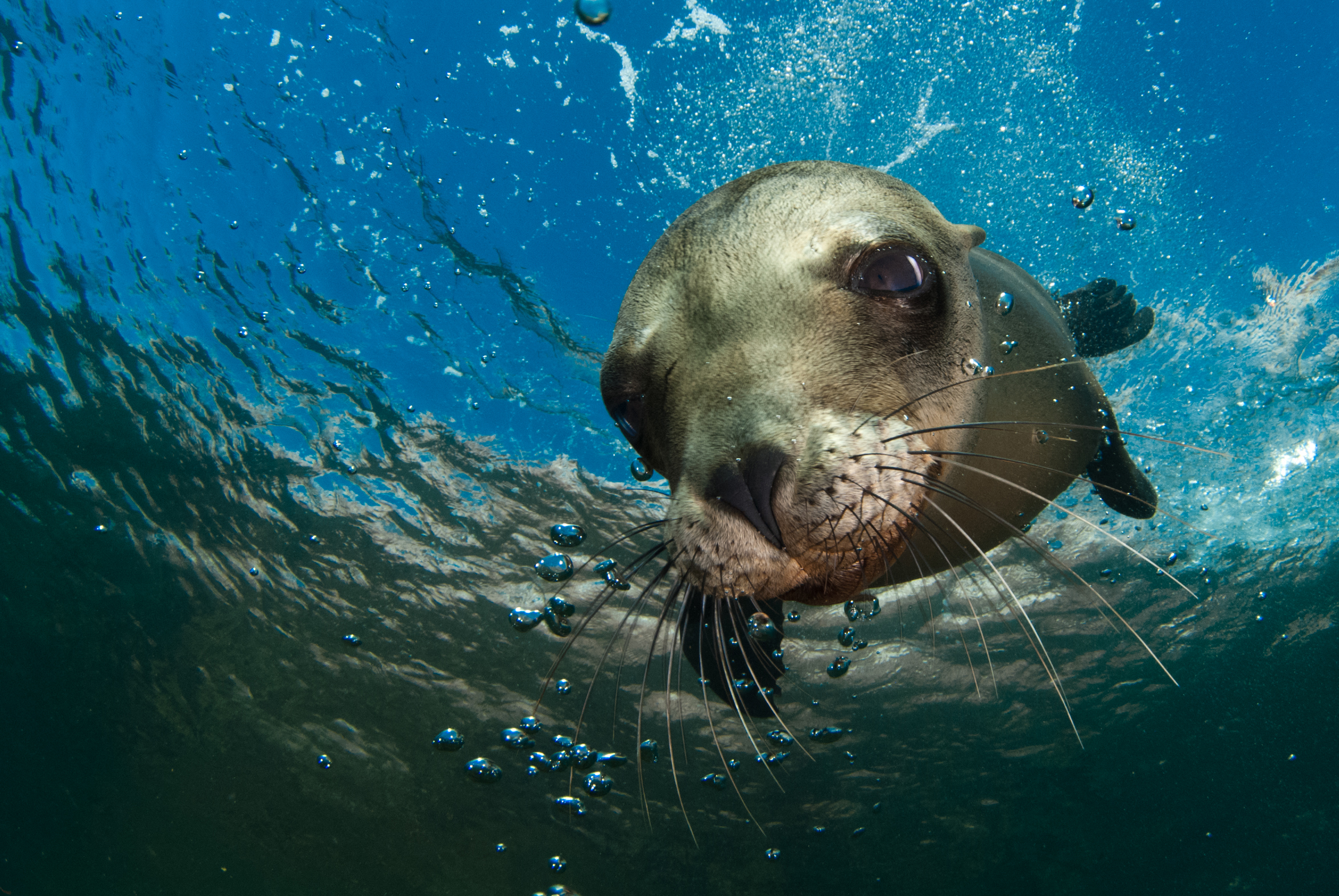 Sea Lion Wallpapers