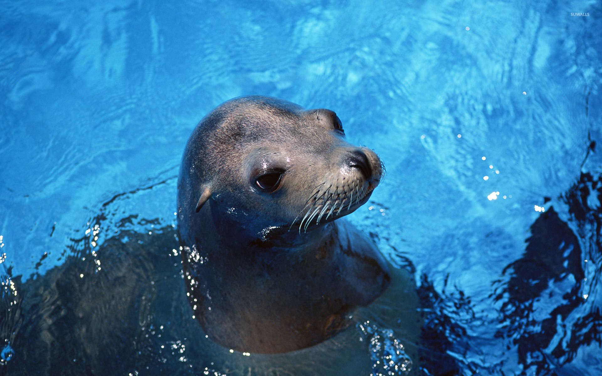 Sea Lion Wallpapers