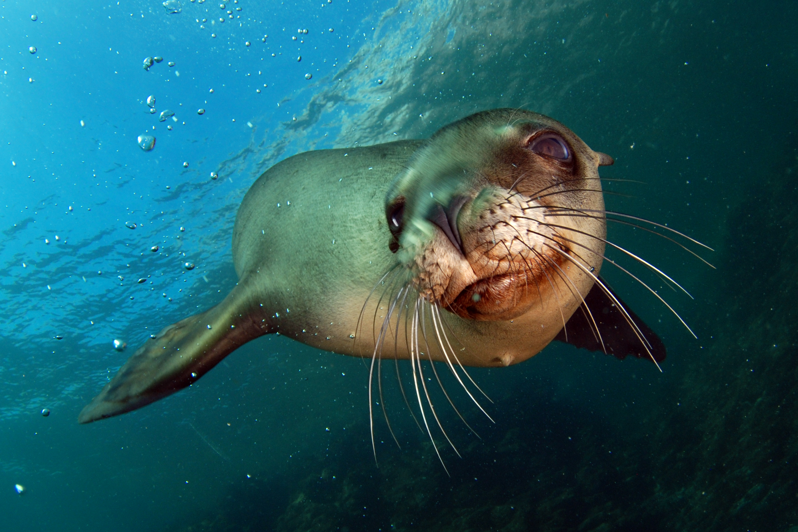 Sea Lion Wallpapers