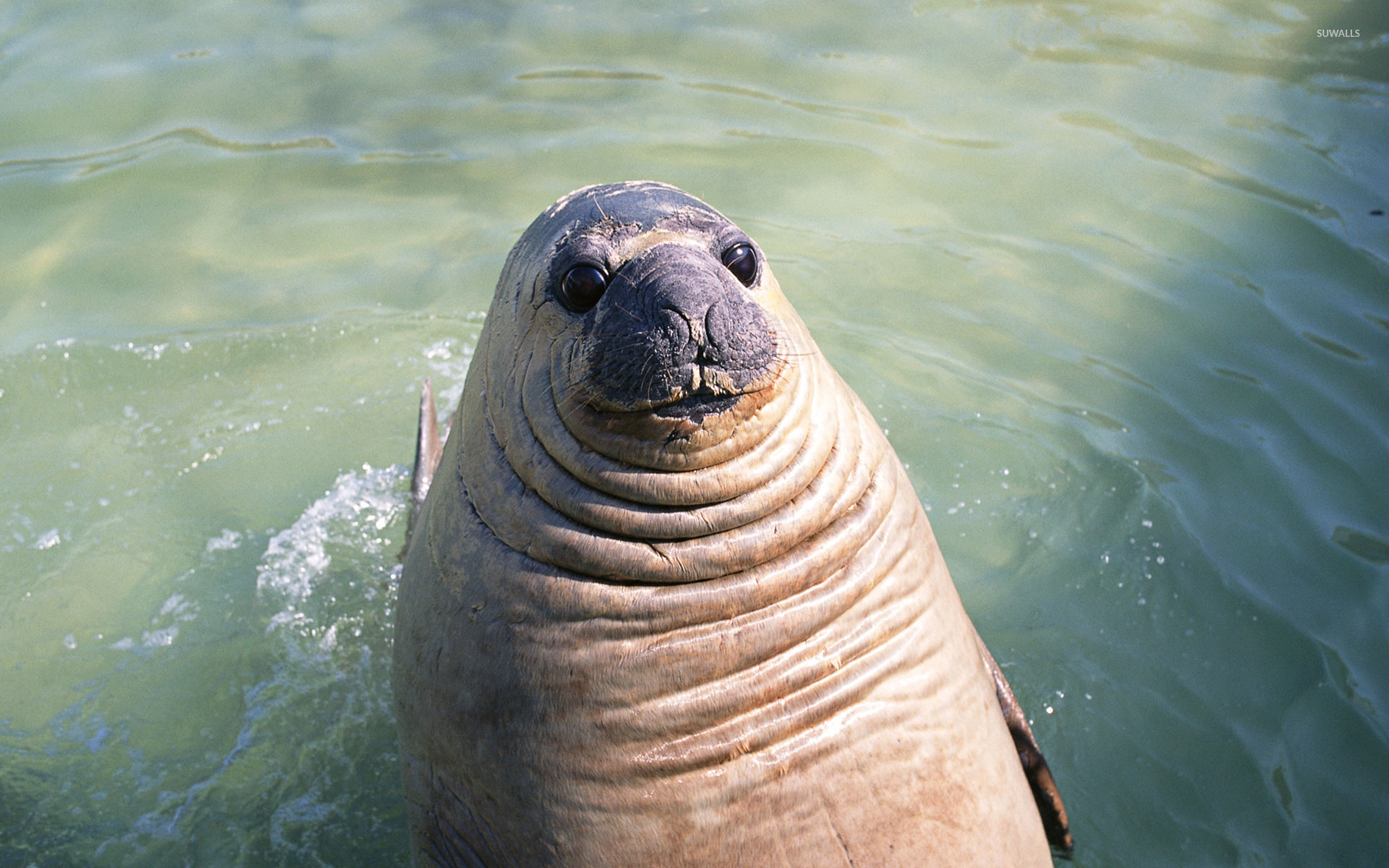 Sea Lion Wallpapers