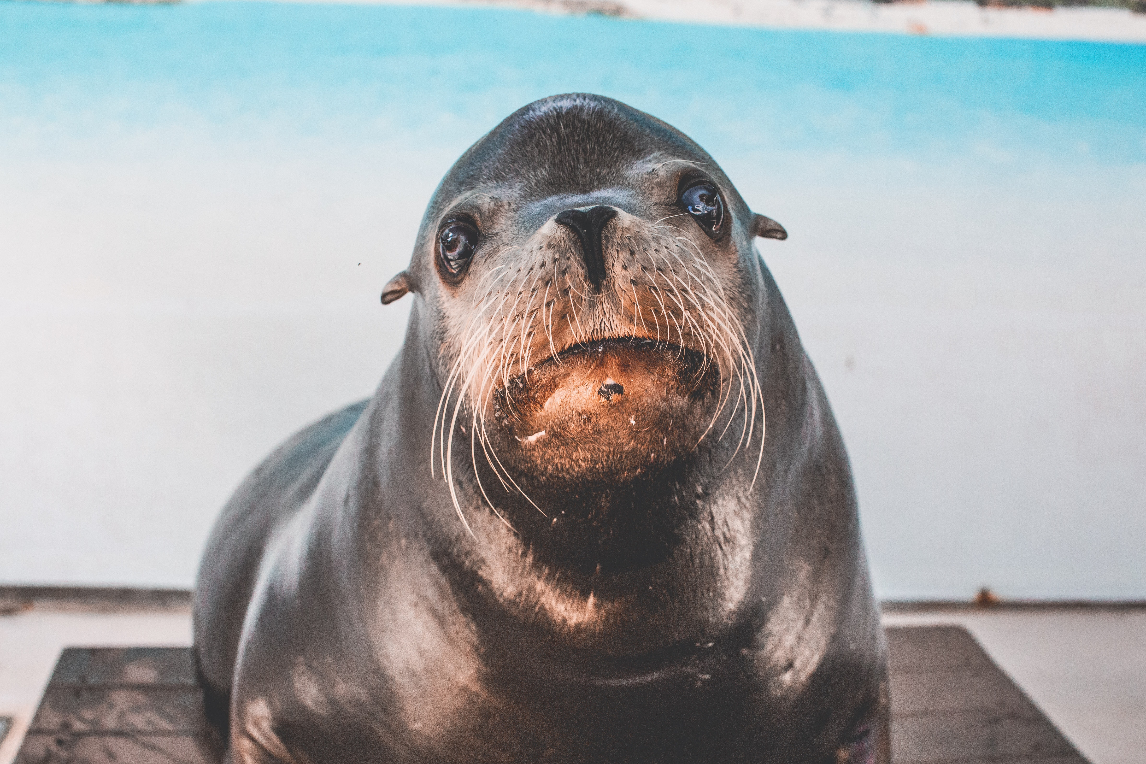 Sea Lion Wallpapers