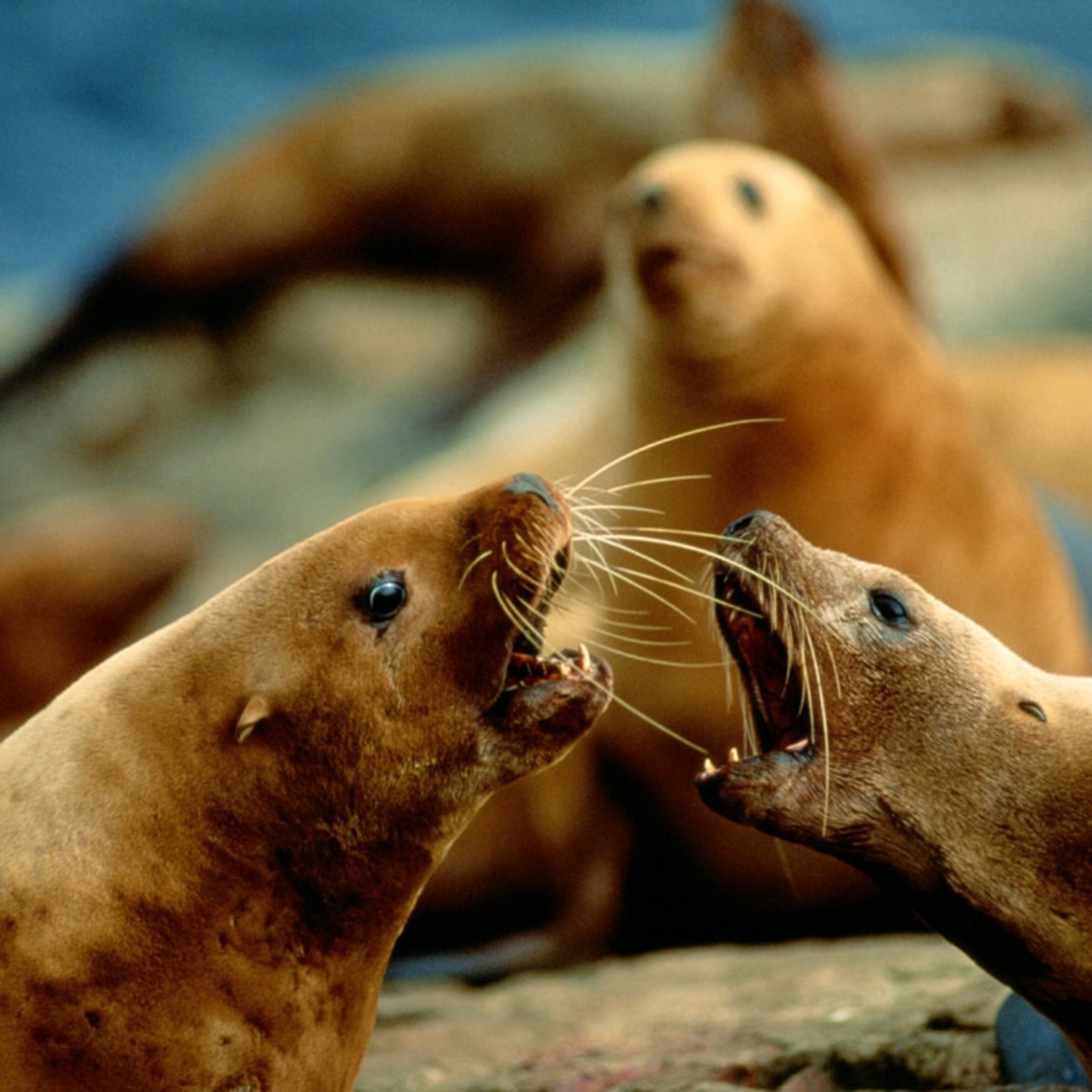 Sea Lion Wallpapers