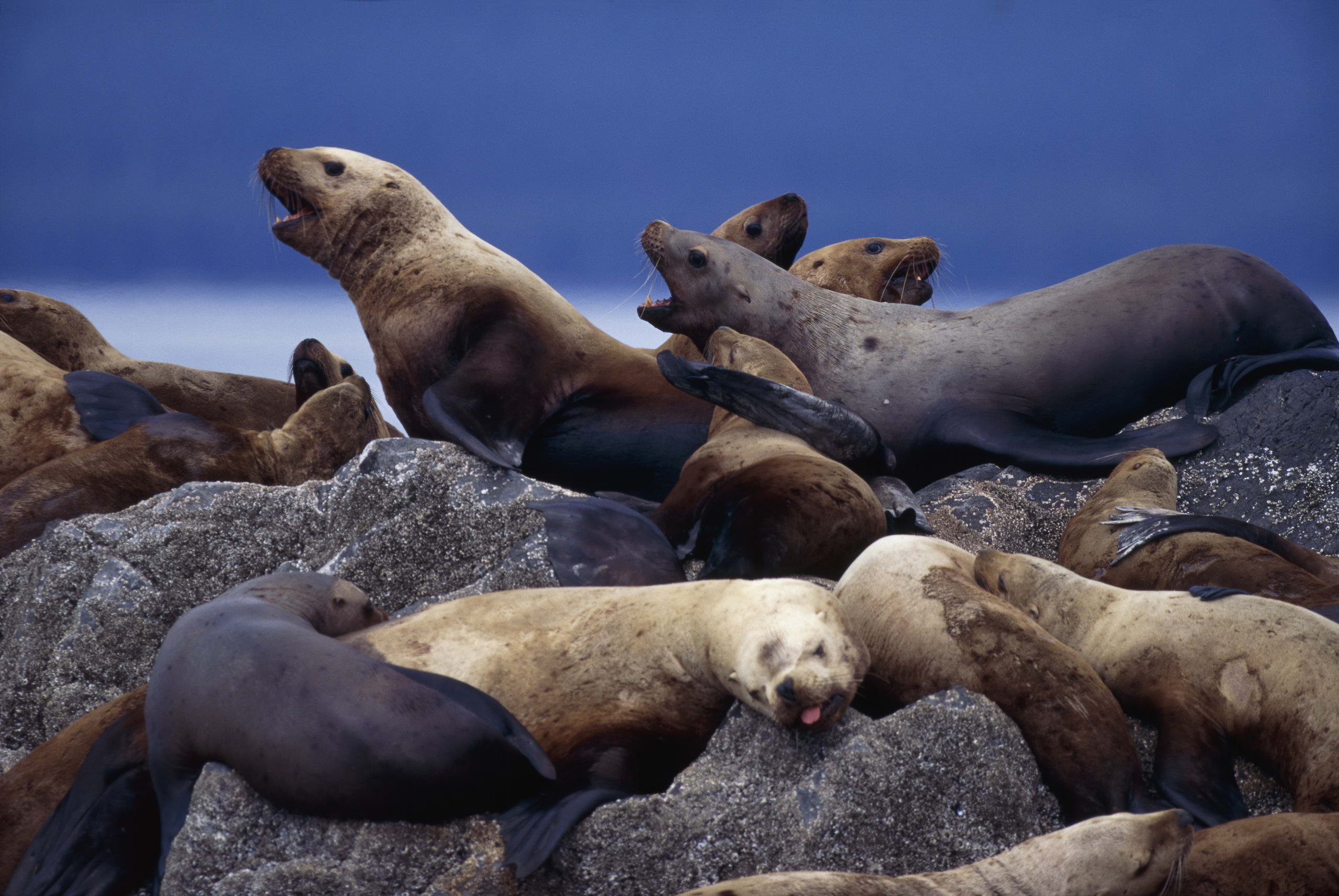 Sea Lion Wallpapers