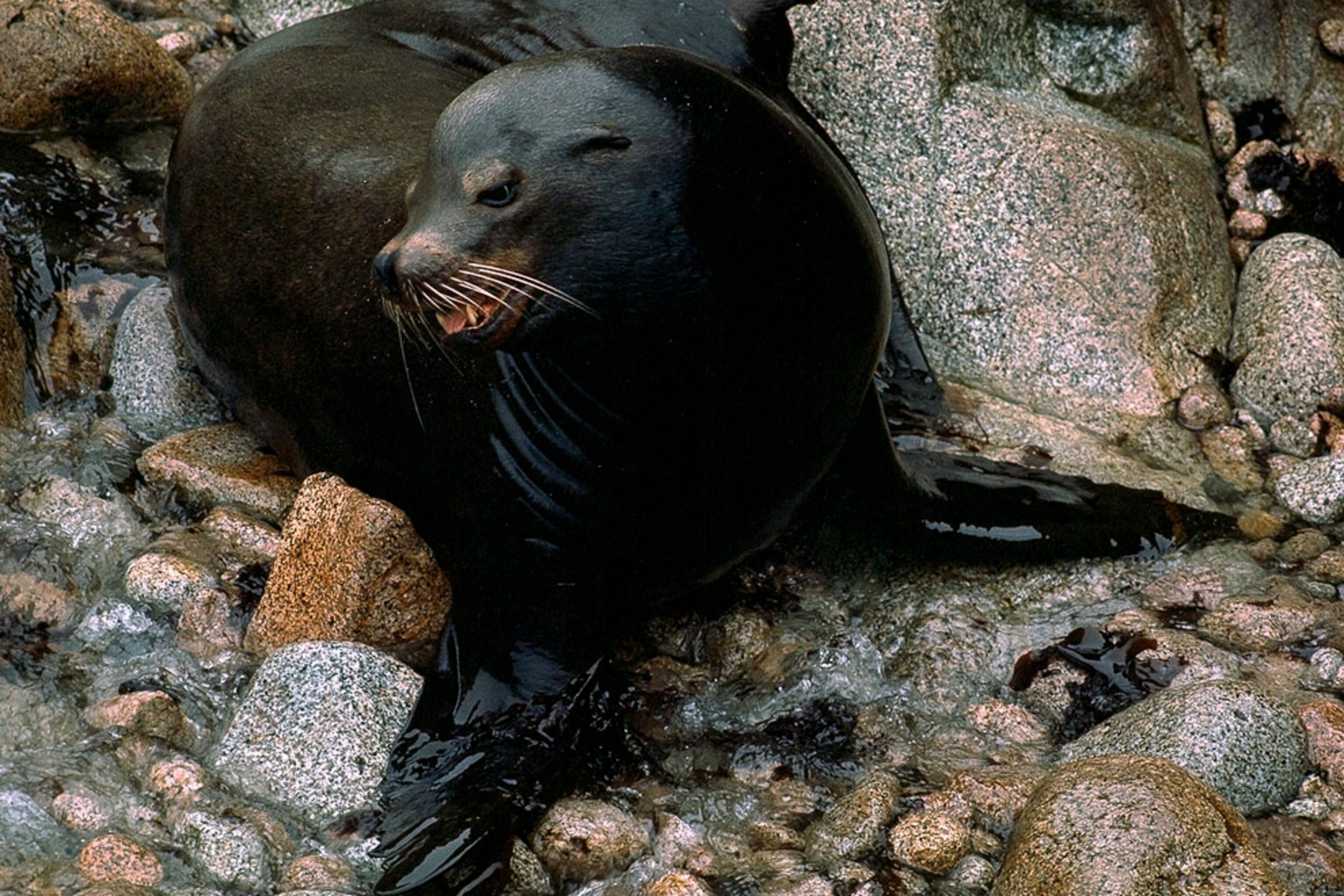 Sea Lion Wallpapers