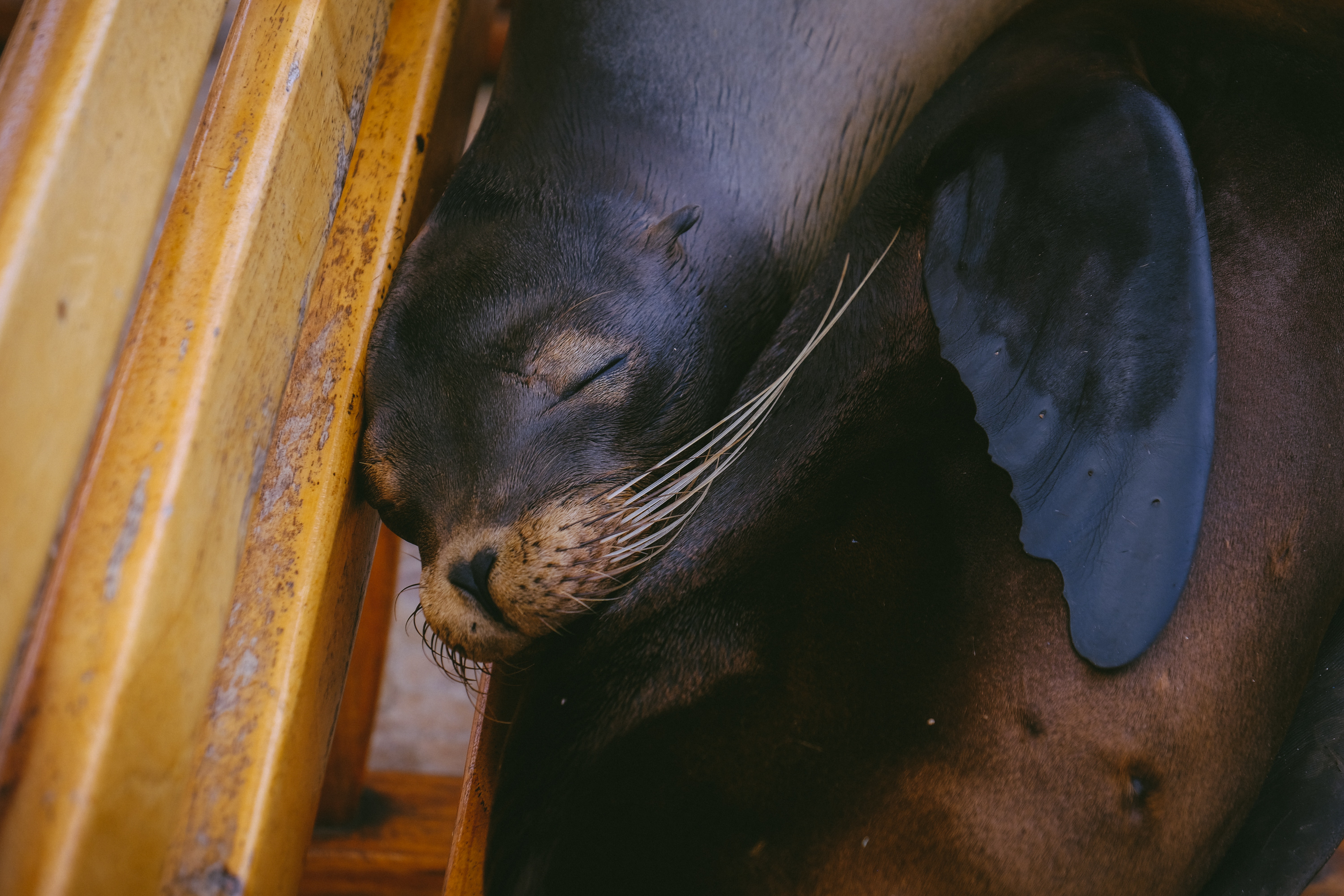 Sea Lion Wallpapers