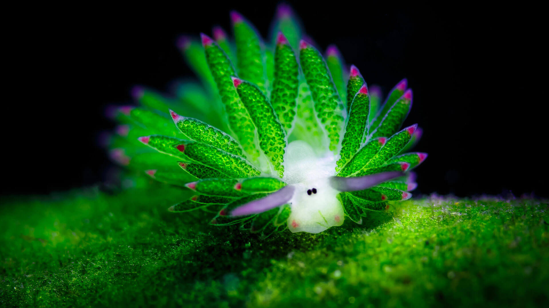 Sea Slug Wallpapers