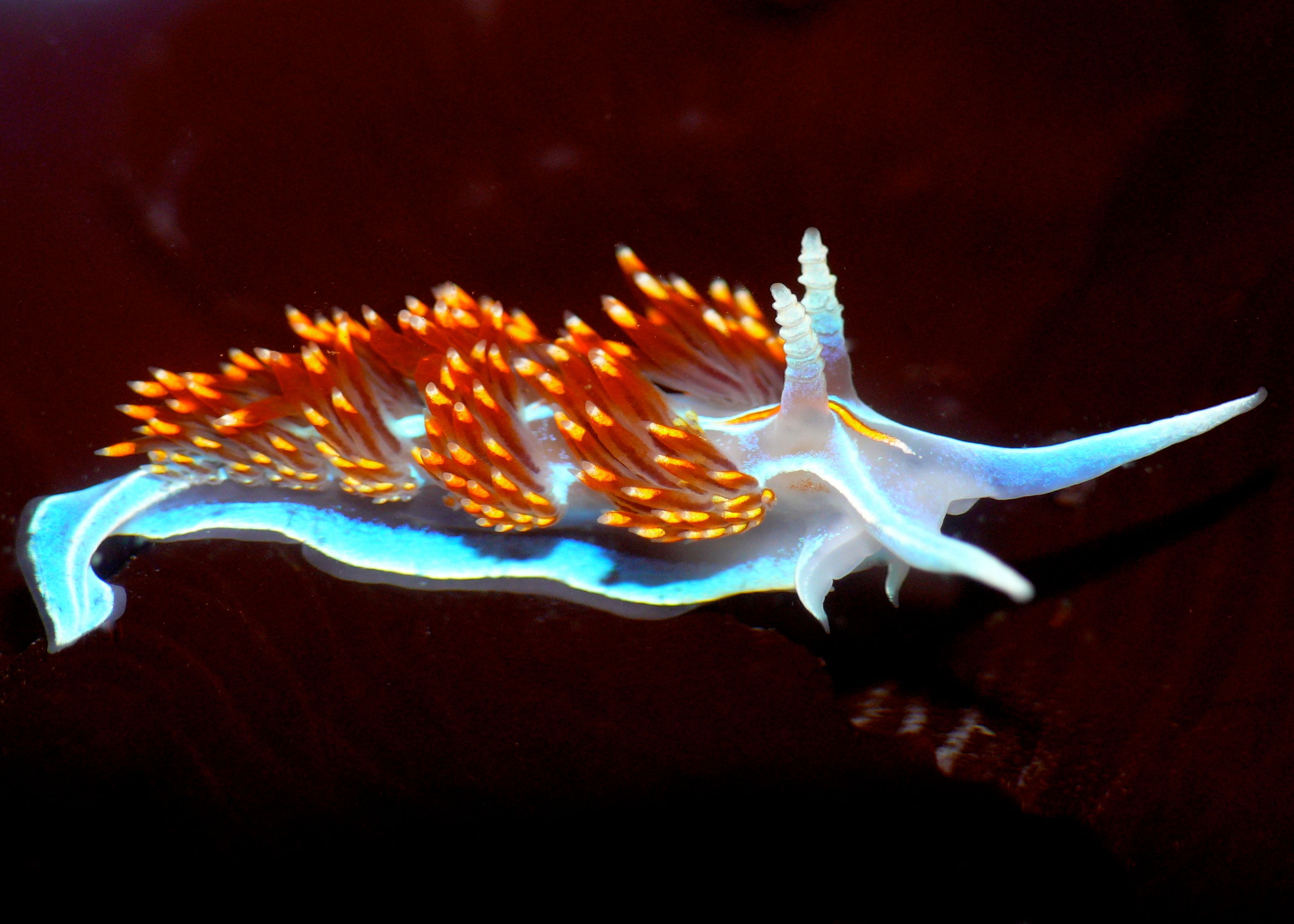 Sea Slug Wallpapers