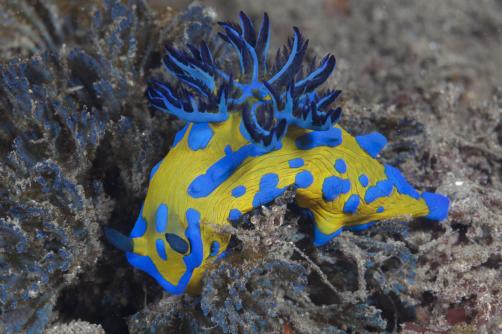 Sea Slug Wallpapers