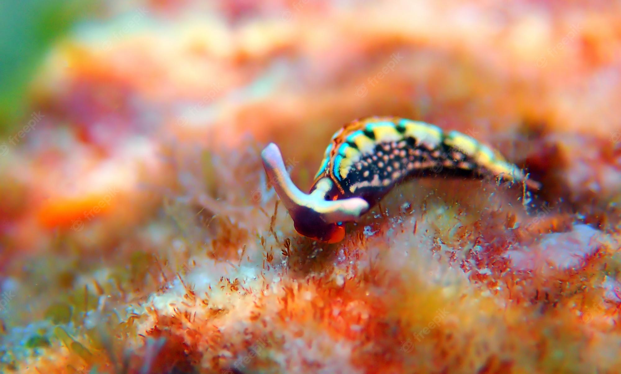 Sea Slug Wallpapers