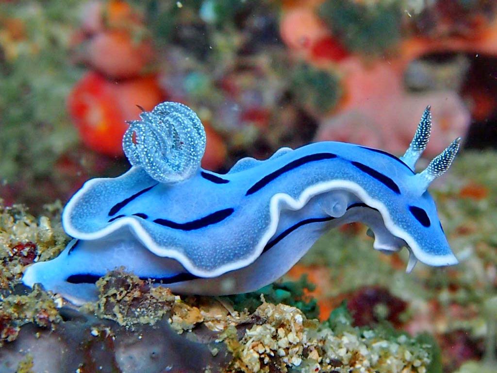 Sea Slug Wallpapers