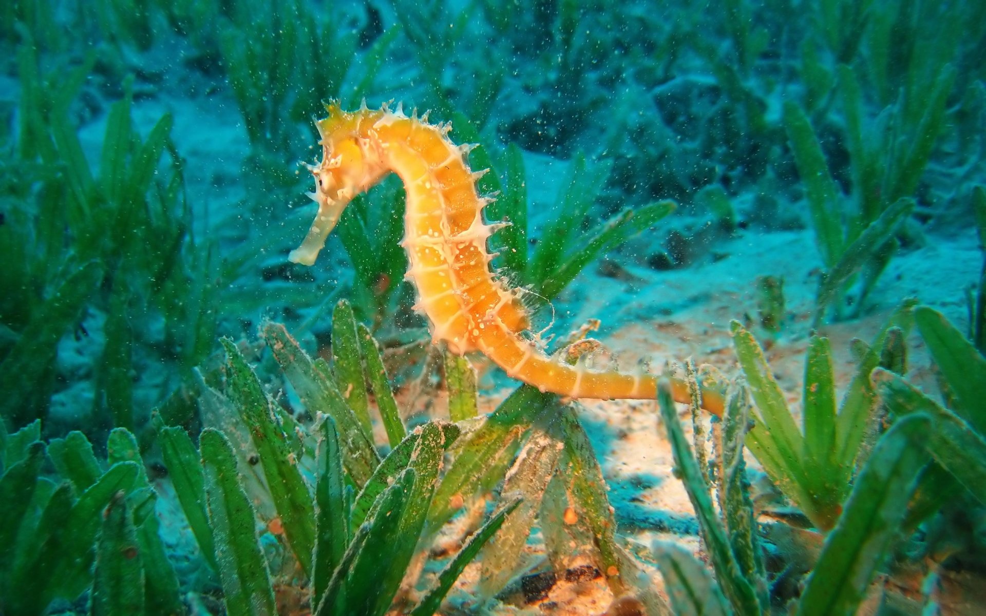 Seahorse Wallpapers