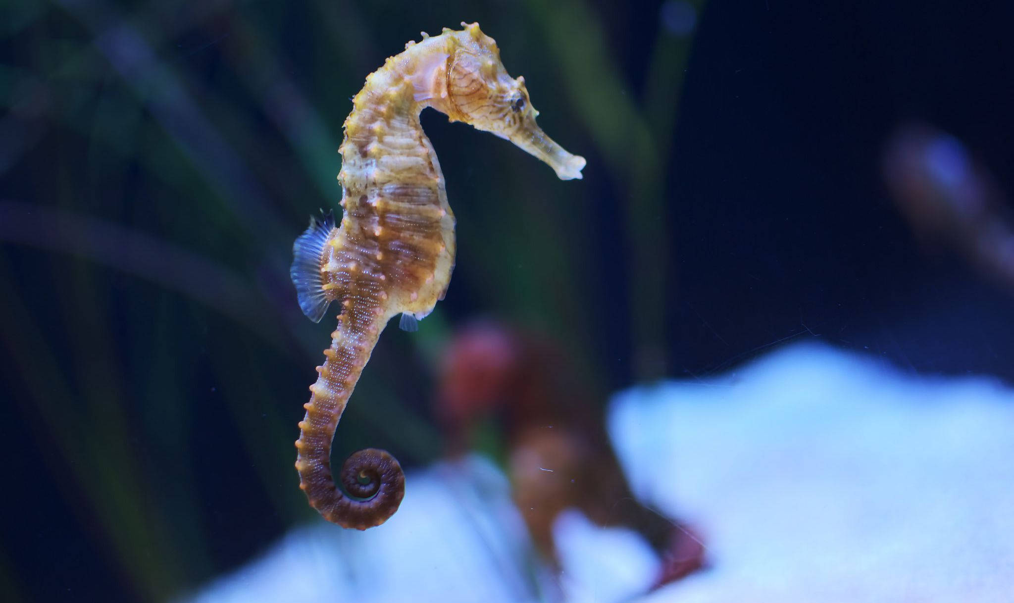 Seahorse Wallpapers