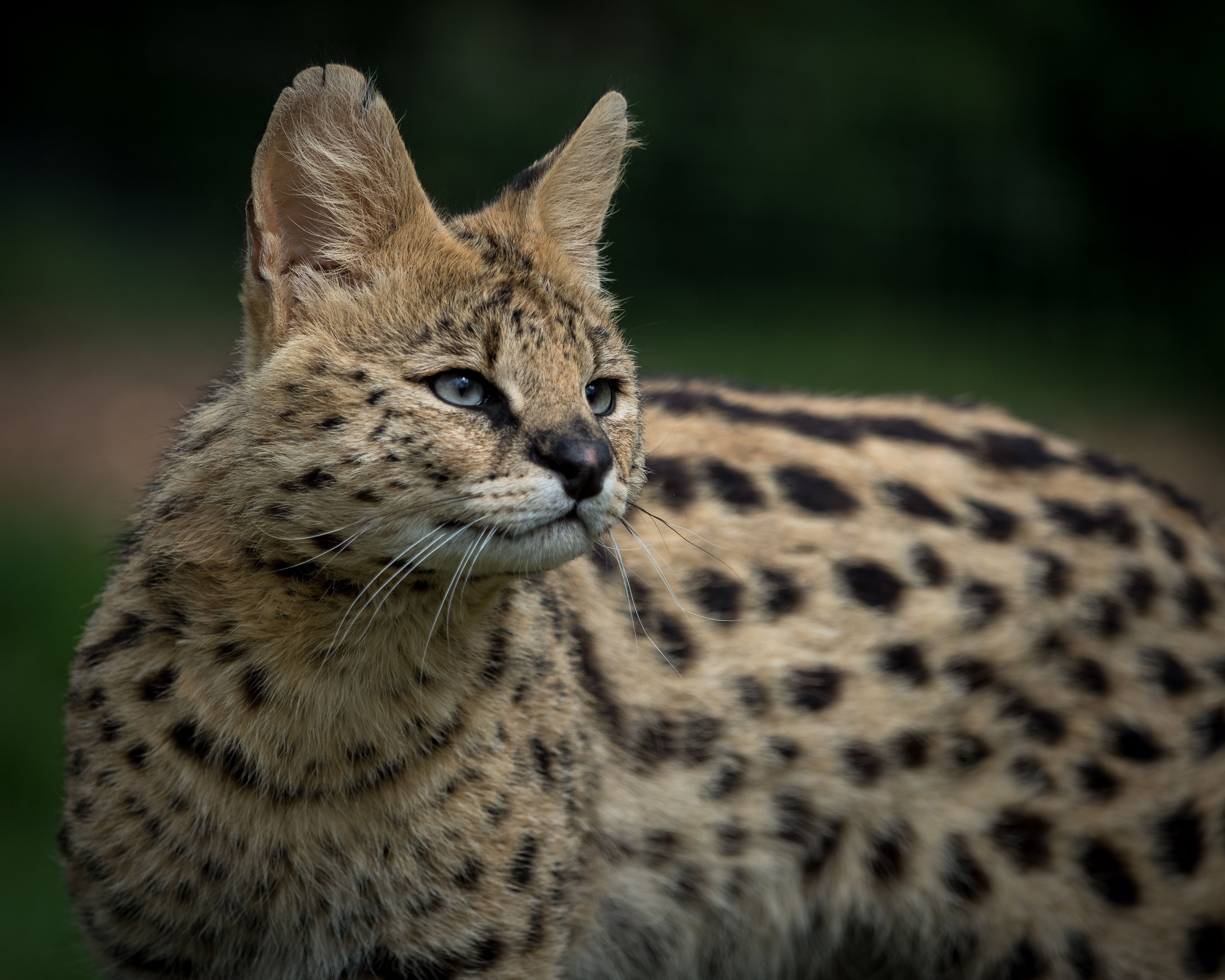 Serval Wallpapers