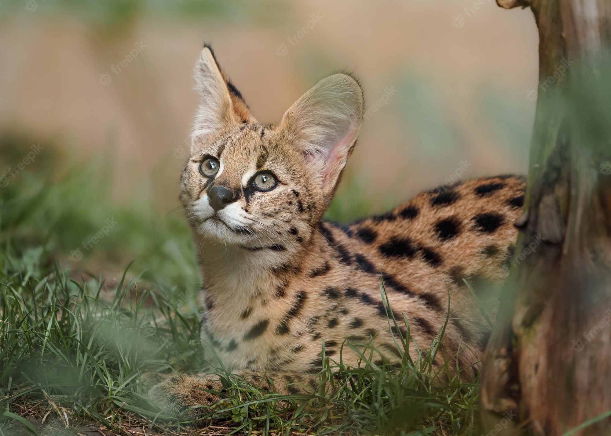 Serval Wallpapers