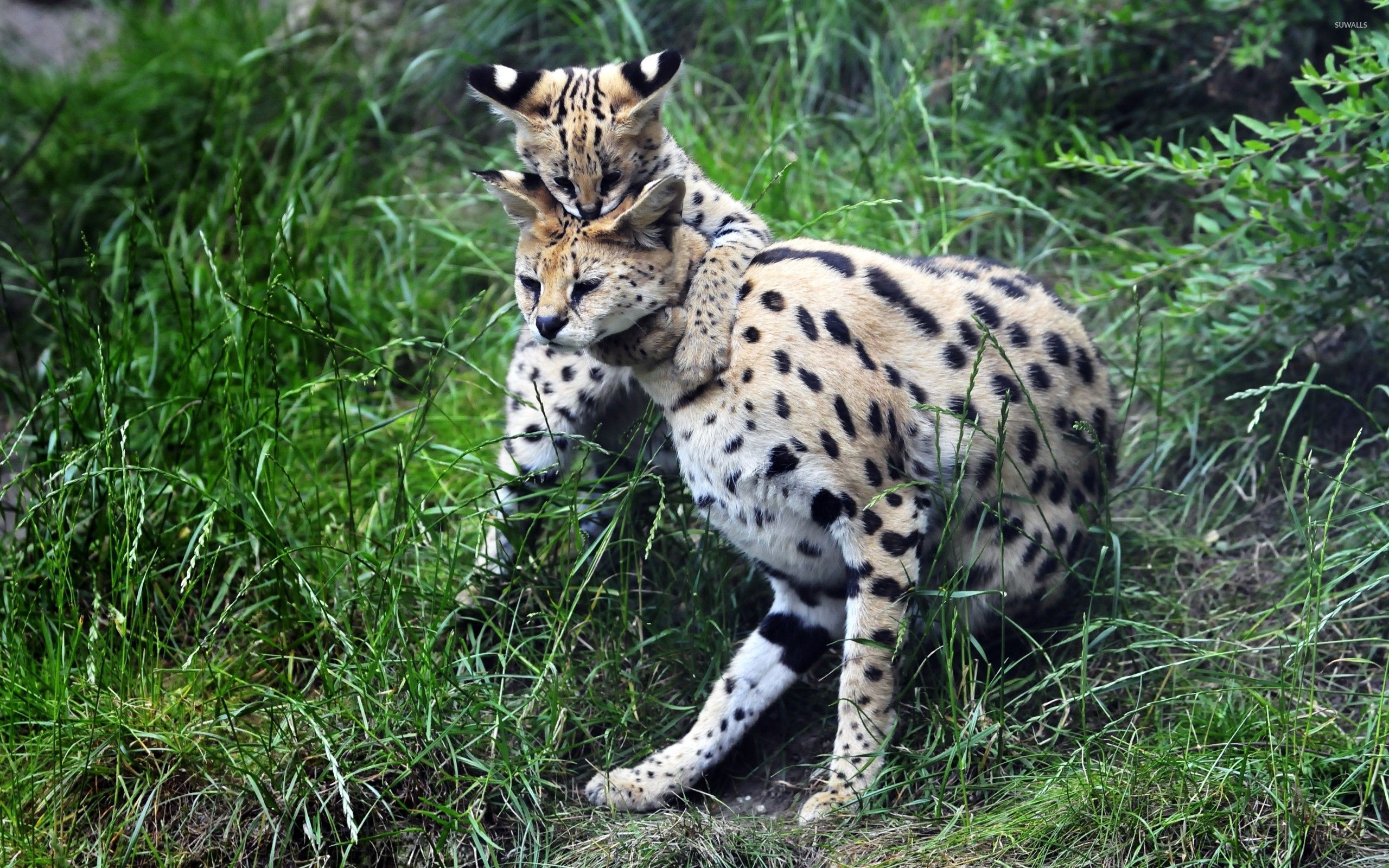 Serval Wallpapers