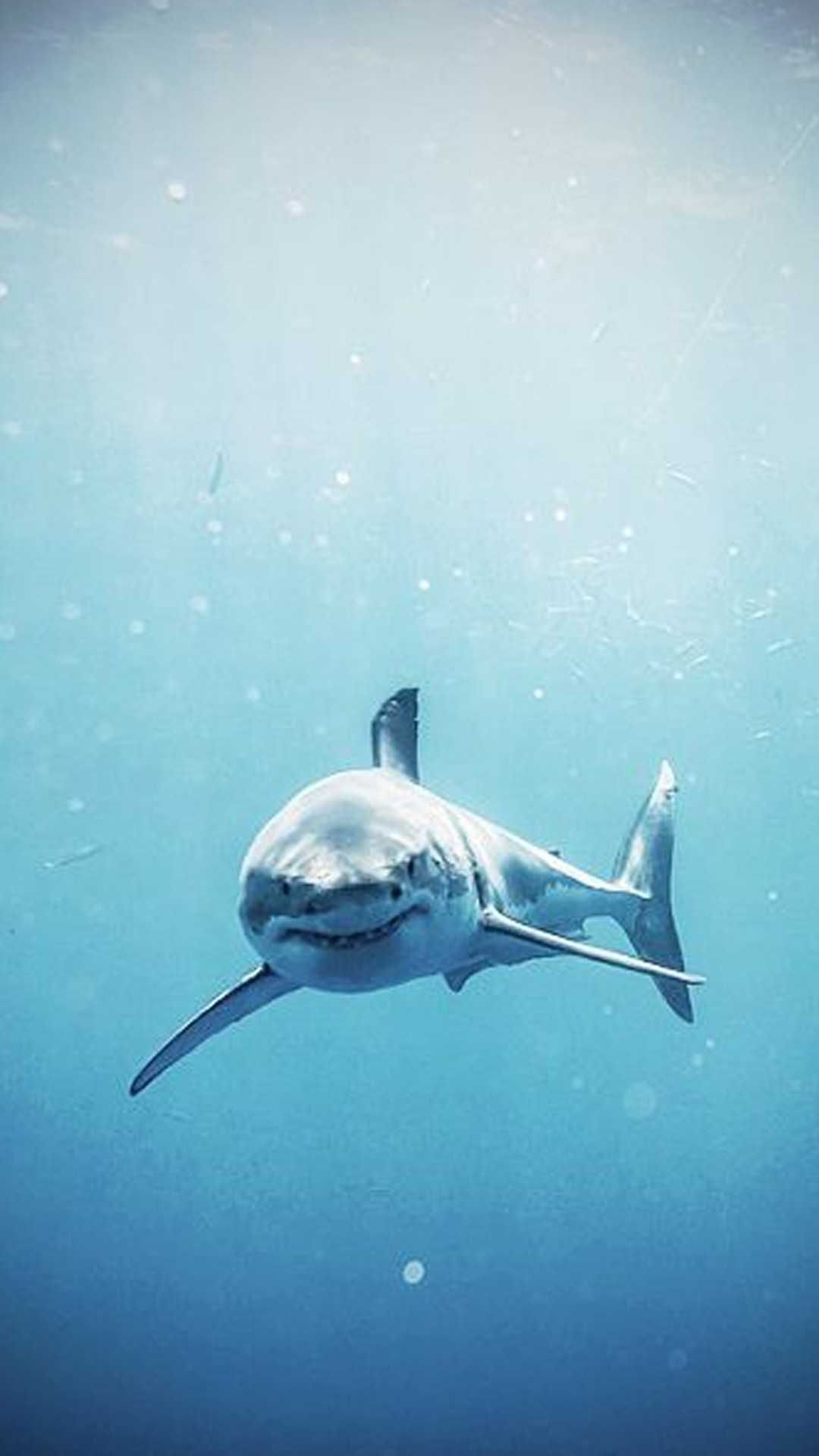 Shark Wallpapers