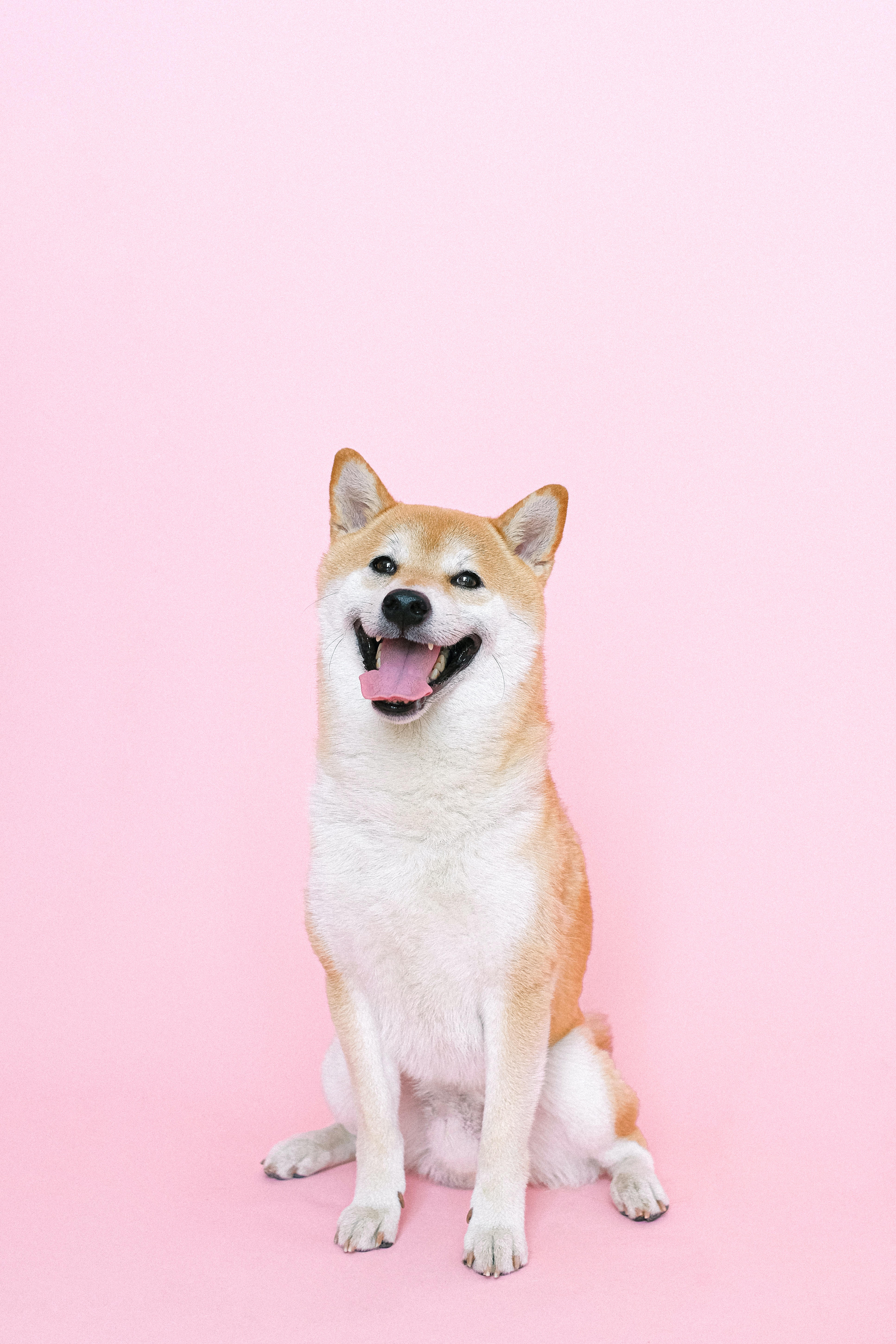 Shiba Inu Wallpapers