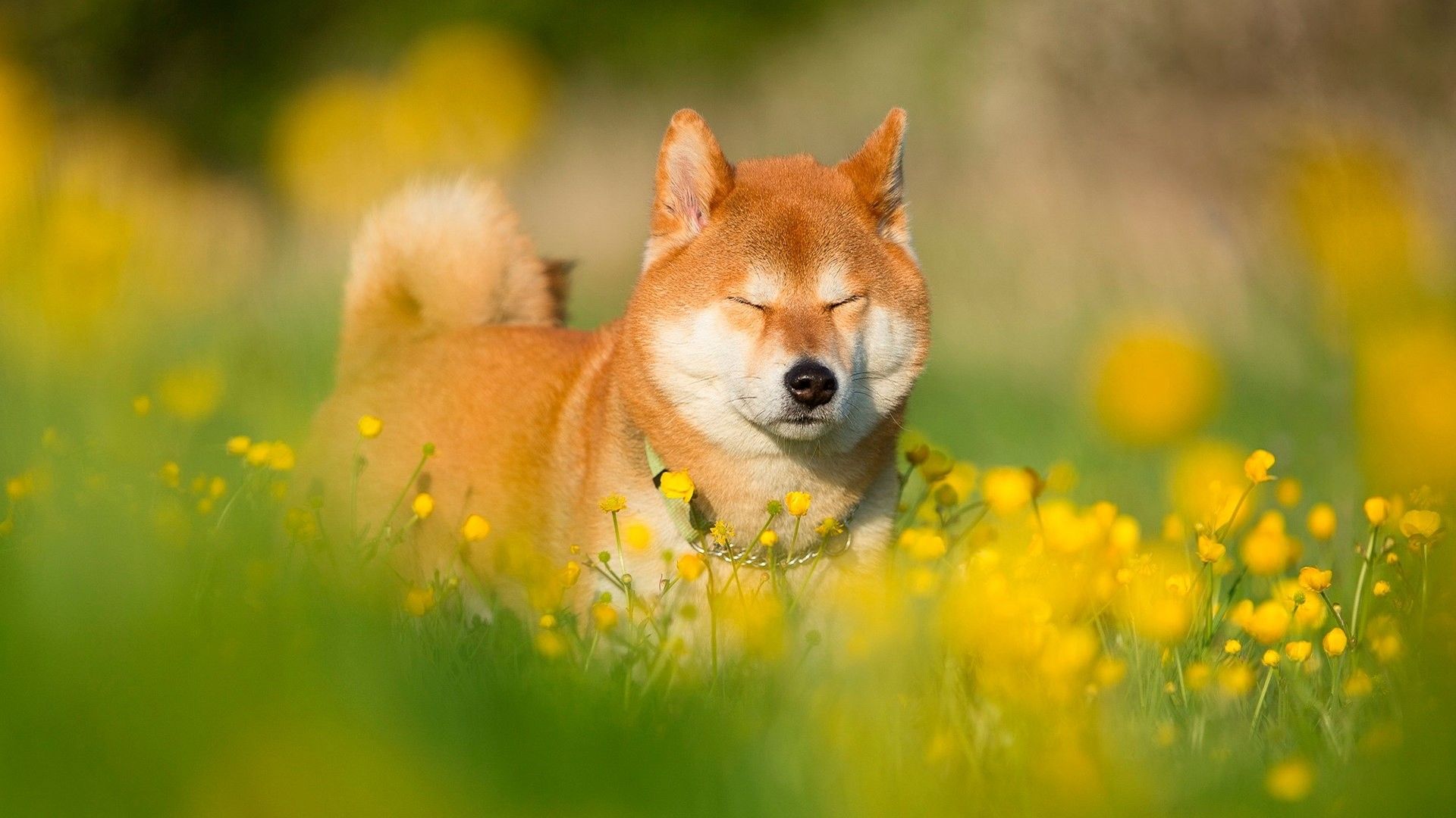 Shiba Inu Wallpapers