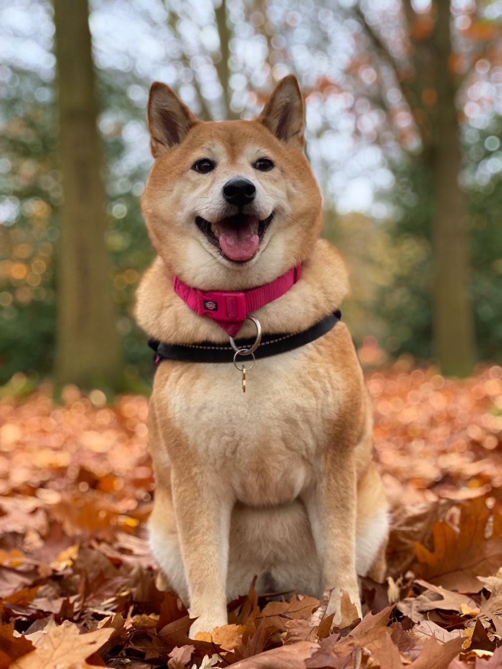 Shiba Inu Wallpapers