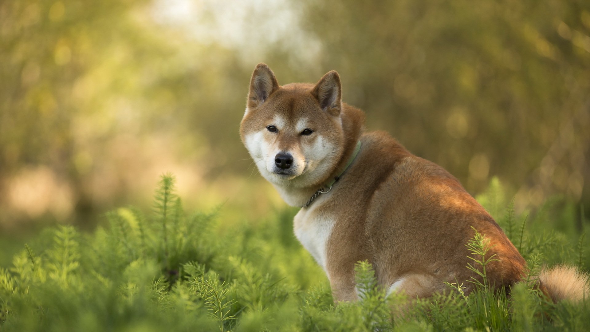 Shiba Inu Wallpapers