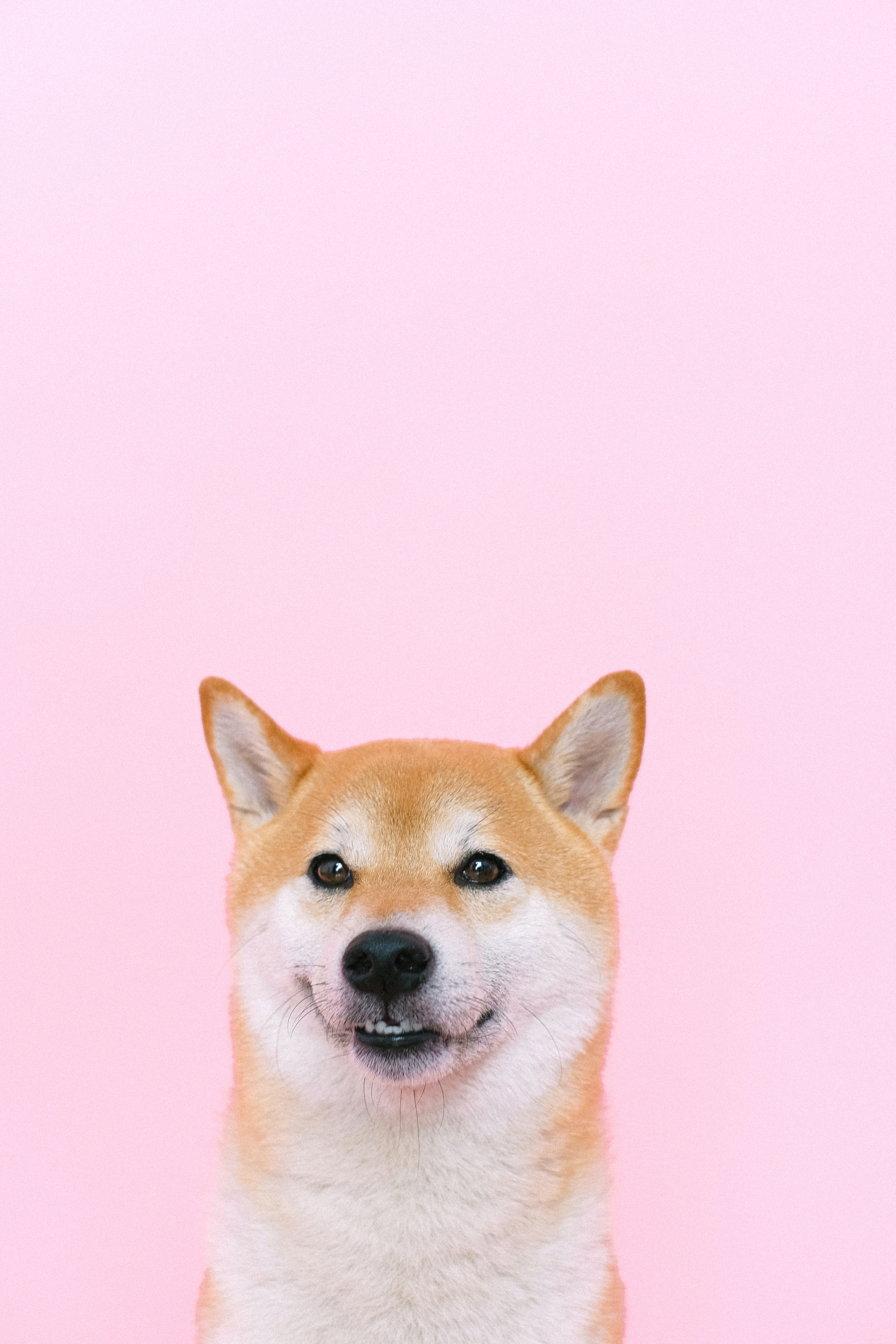 Shiba Inu Wallpapers