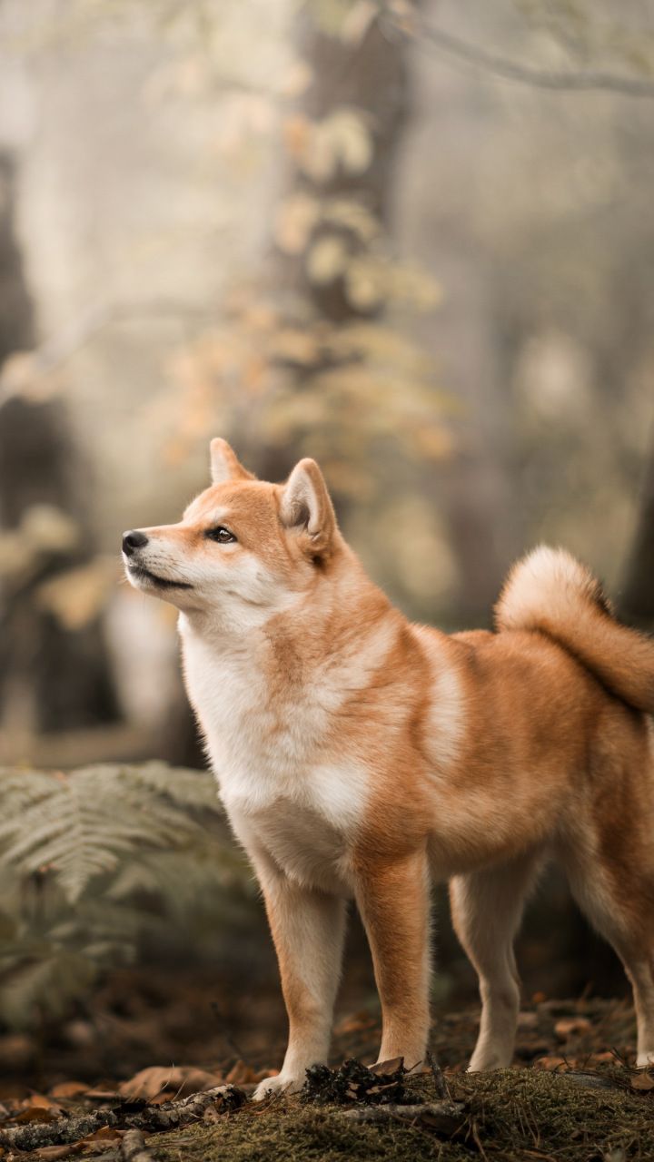 Shiba Inu Wallpapers