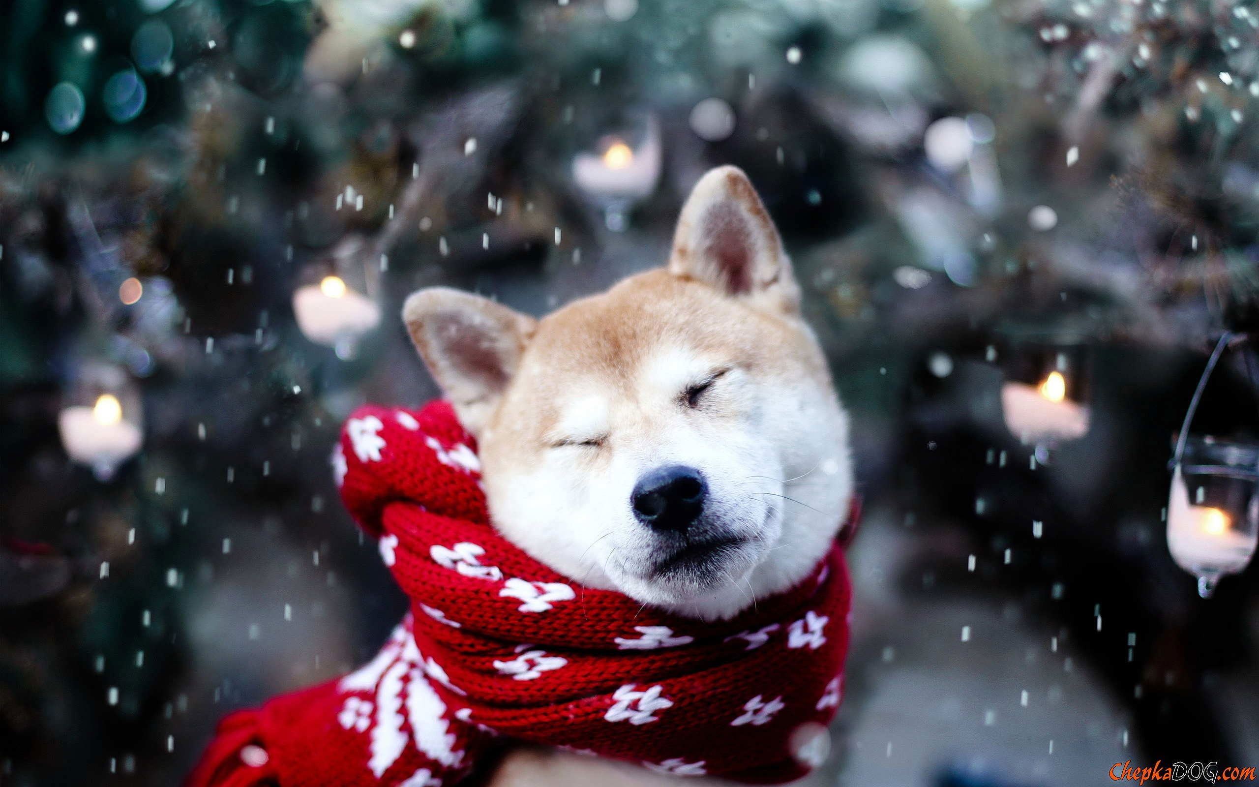 Shiba Inu Wallpapers