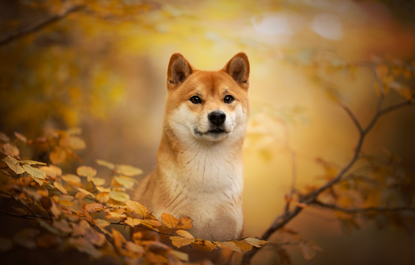 Shiba Inu Wallpapers