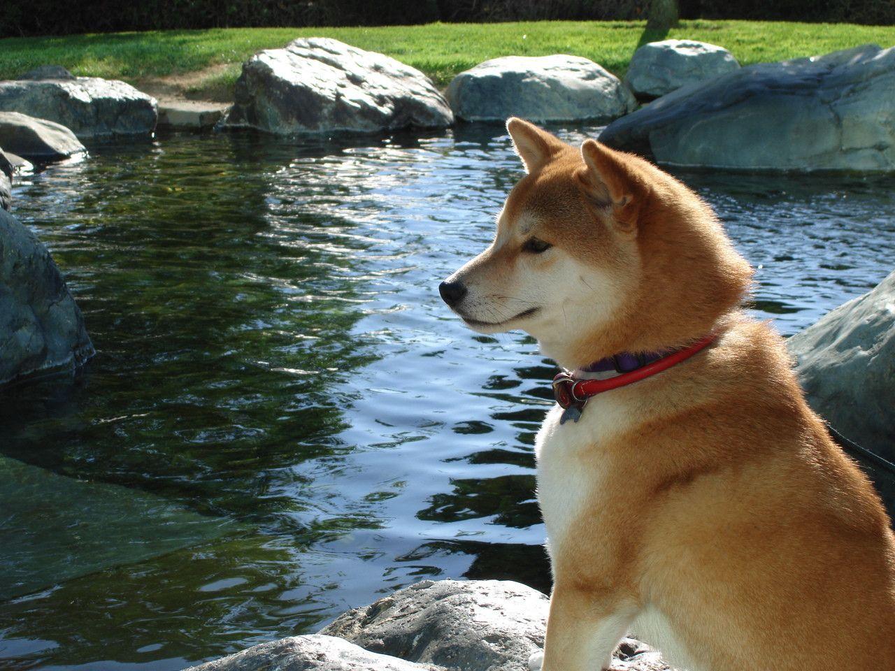 Shiba Inu Wallpapers