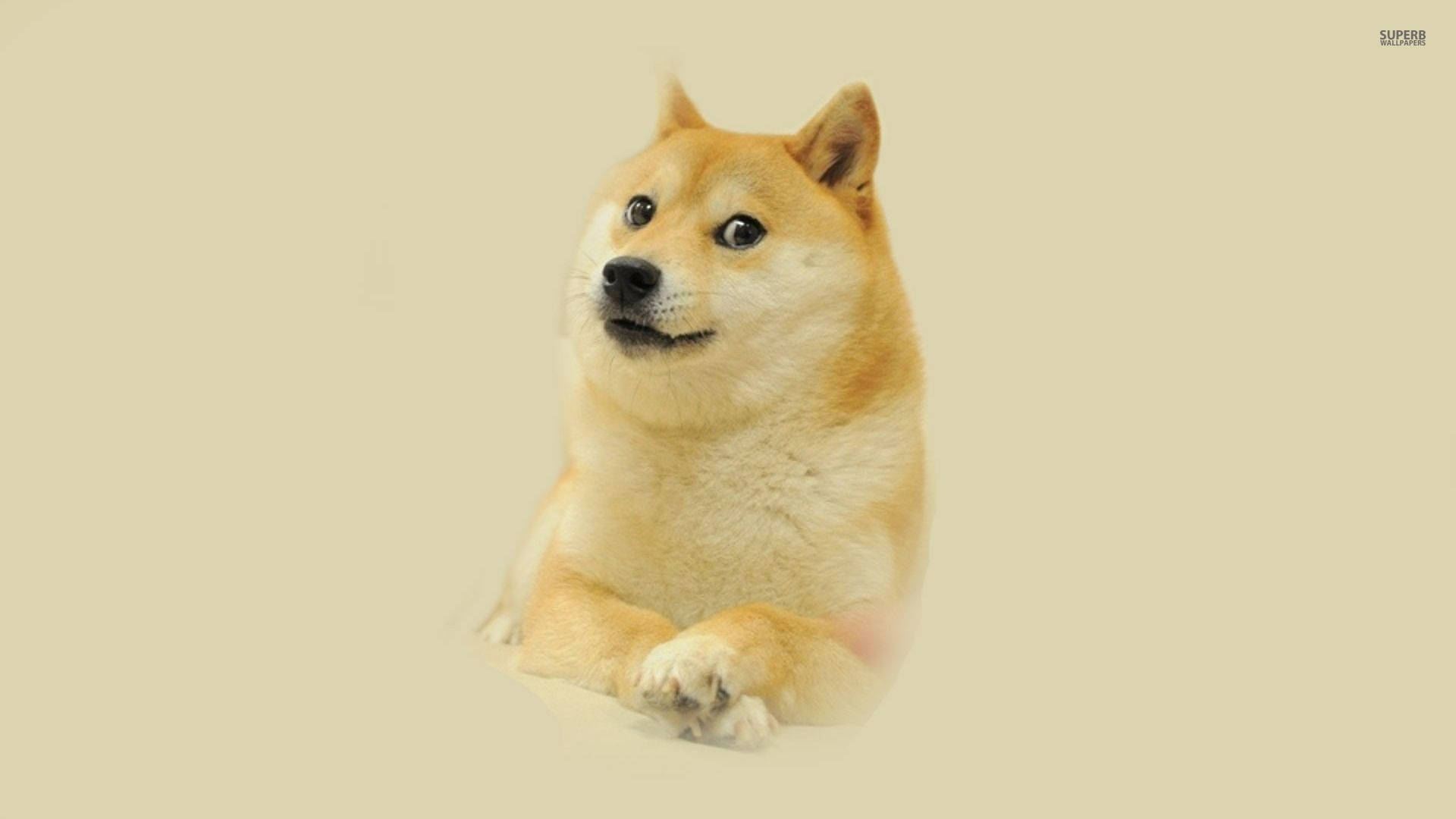 Shiba Inu Wallpapers