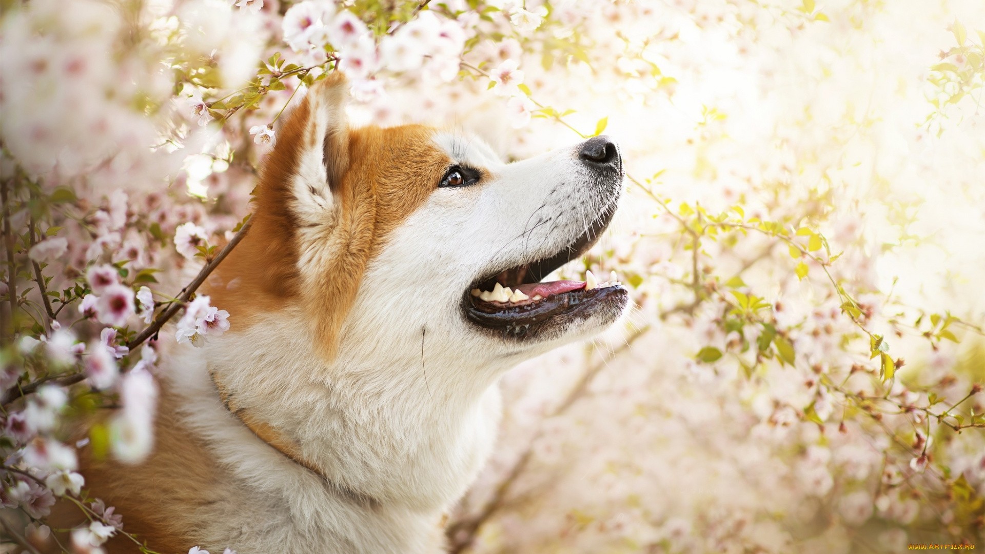 Shiba Inu Wallpapers