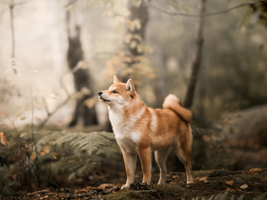 Shiba Inu Wallpapers