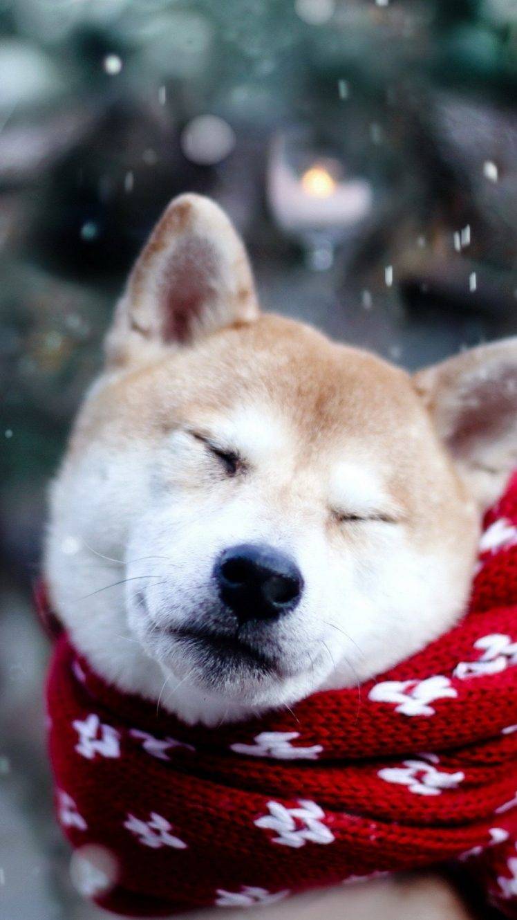 Shiba Inu Wallpapers