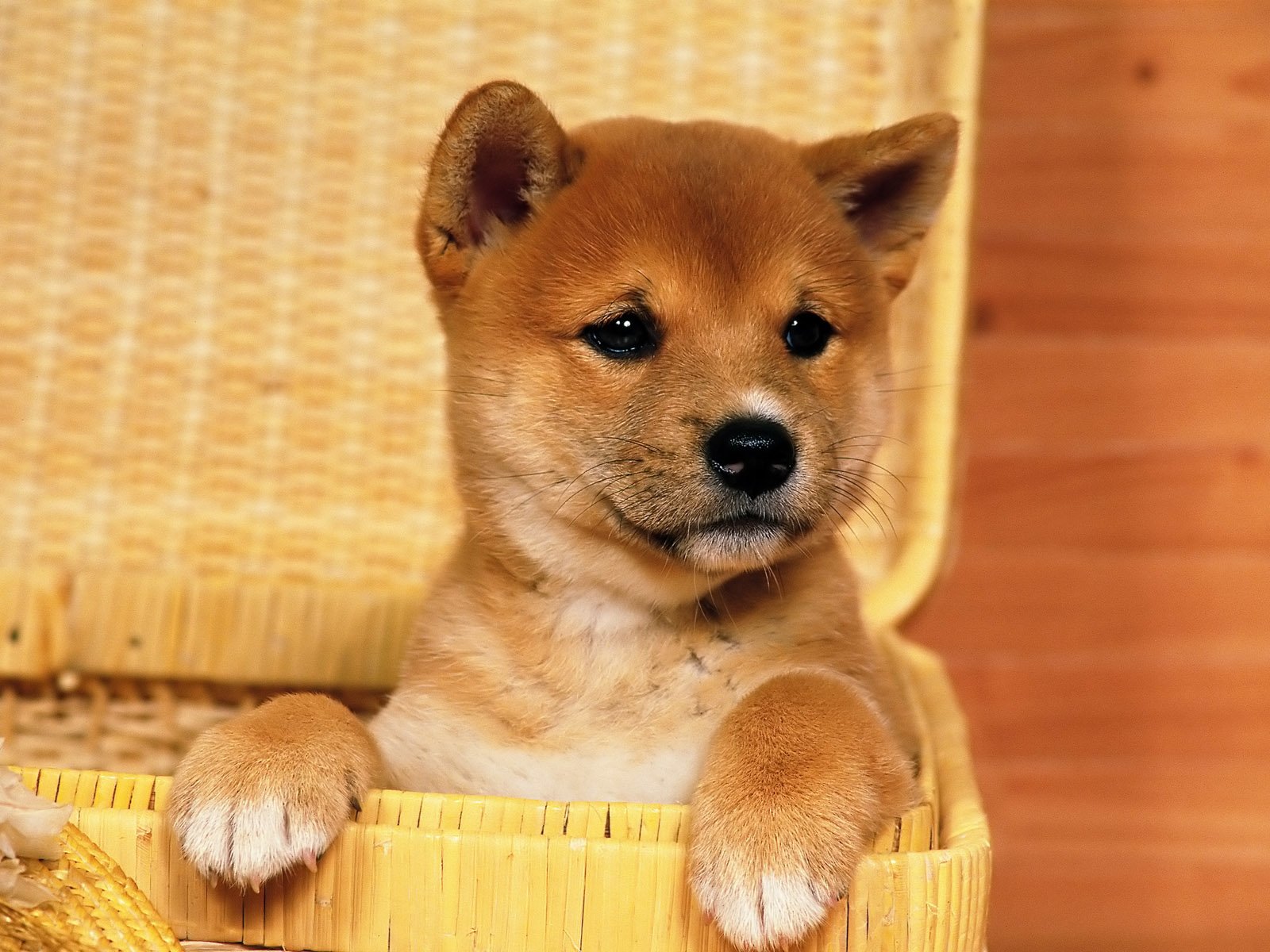 Shiba Inu Wallpapers