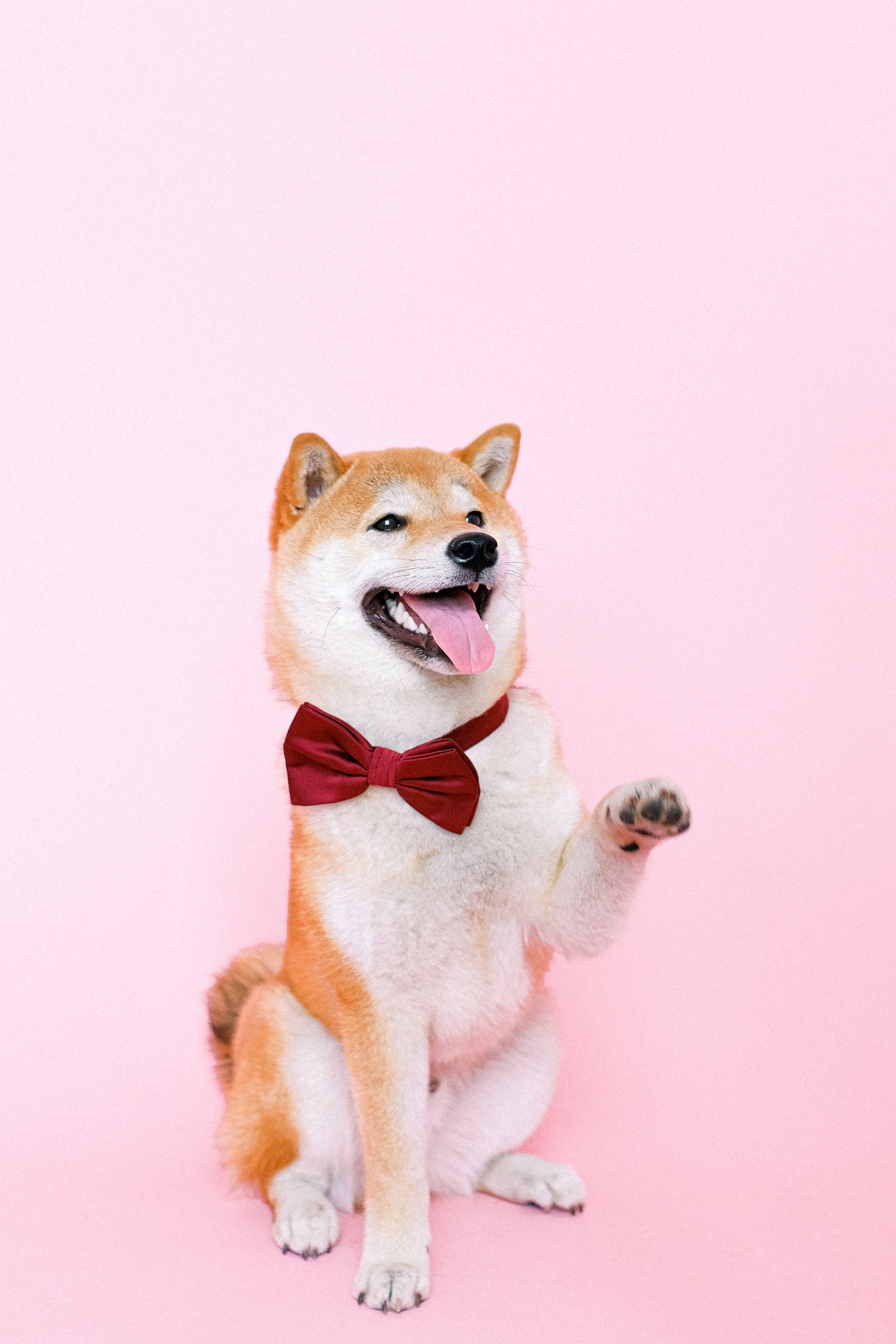 Shiba Inu Wallpapers