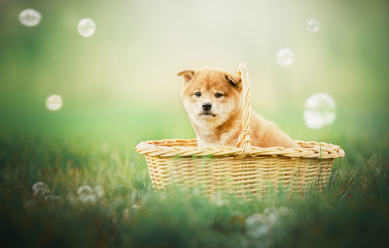 Shiba Inu Wallpapers