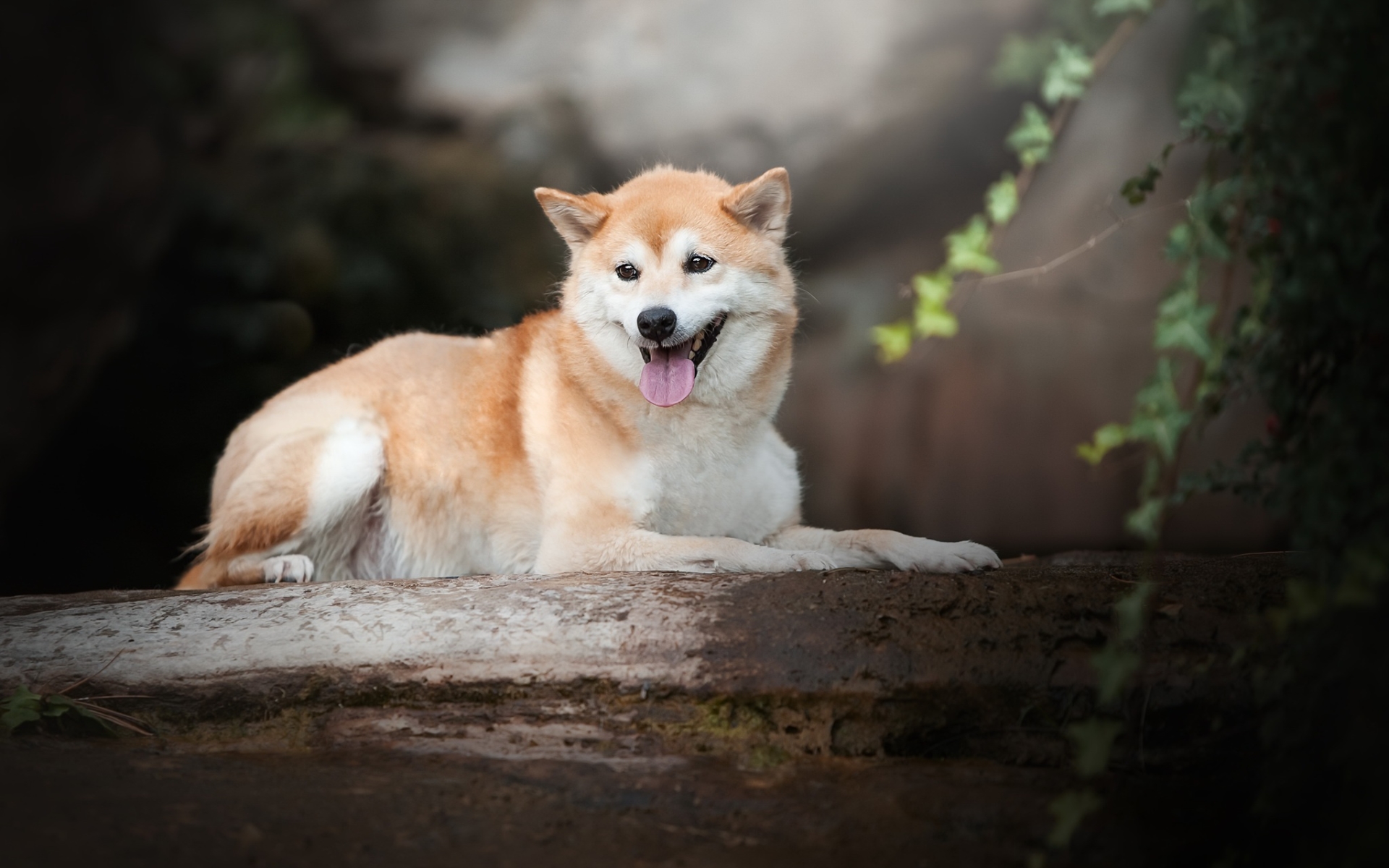 Shiba Inu Wallpapers